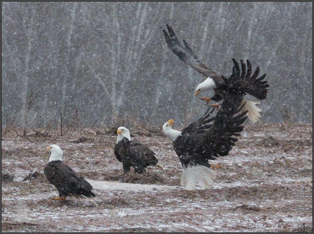 Tamron SP 150-600mm F5-6.3 Di VC USD sample photo. (c)wmh_2017_01_27_3005 eagles jostling 2.jpg photography