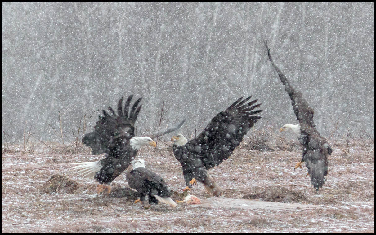 Tamron SP 150-600mm F5-6.3 Di VC USD sample photo. (c)wmh_2017_01_27_3078 eagles in snow.jpg photography