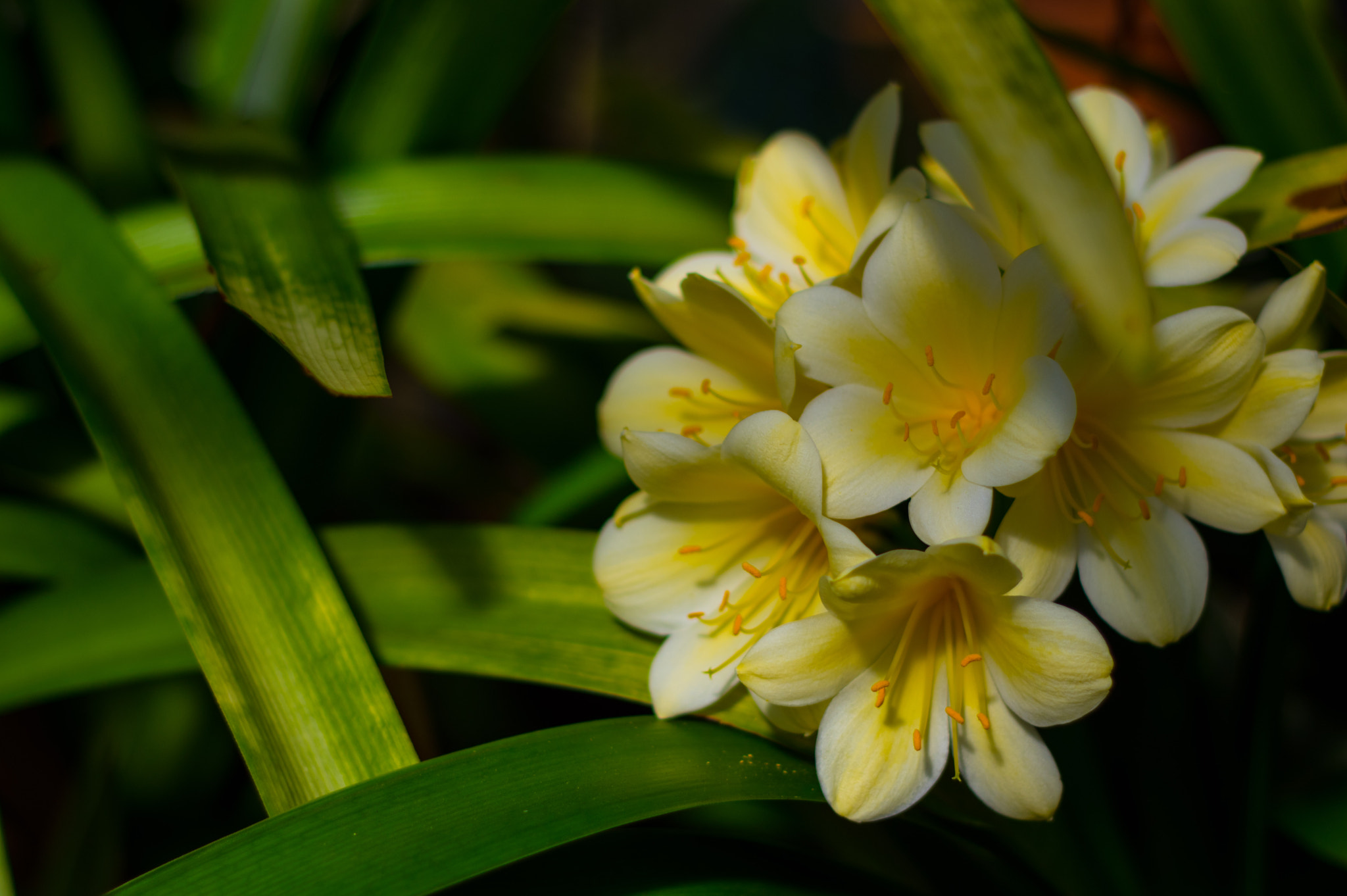 Pentax K-3 + A Series Lens sample photo. Spring flowers photography