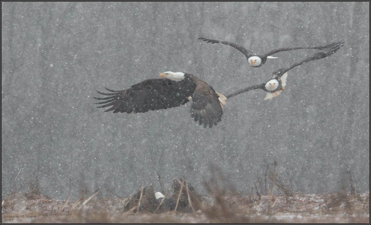 Tamron SP 150-600mm F5-6.3 Di VC USD sample photo. (c)wmh_2017_01_27_3125 eagle chase 1.jpg photography