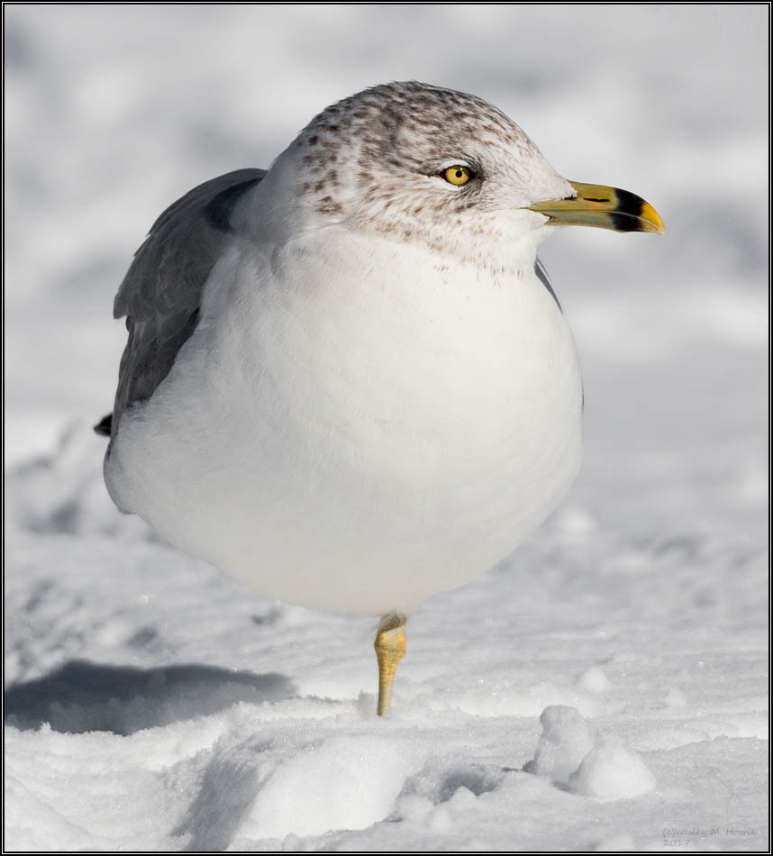 Tamron SP 150-600mm F5-6.3 Di VC USD sample photo. (c)wmh_2017_02_03_3485 gull on one leg 2.jpg photography
