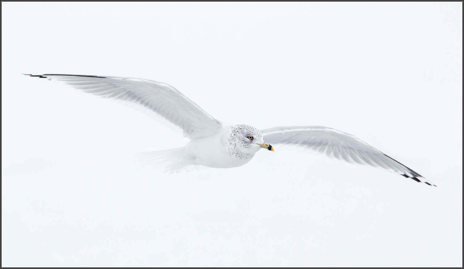 Tamron SP 150-600mm F5-6.3 Di VC USD sample photo. (c)wmh_2017_02_05_3886 high key gull.jpg photography