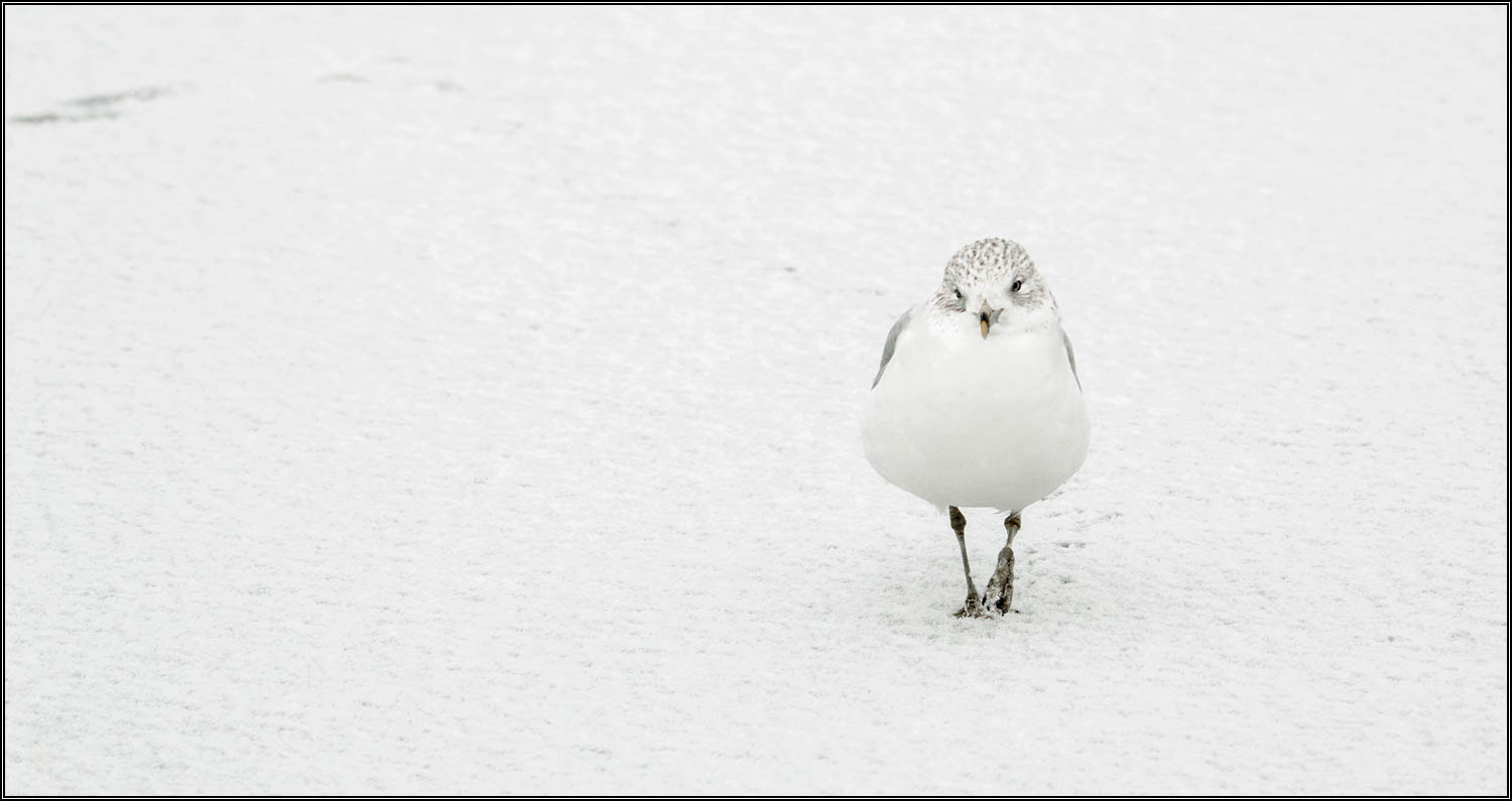 Tamron SP 150-600mm F5-6.3 Di VC USD sample photo. (c)wmh_2017_02_05_3988 gull on snow.jpg photography