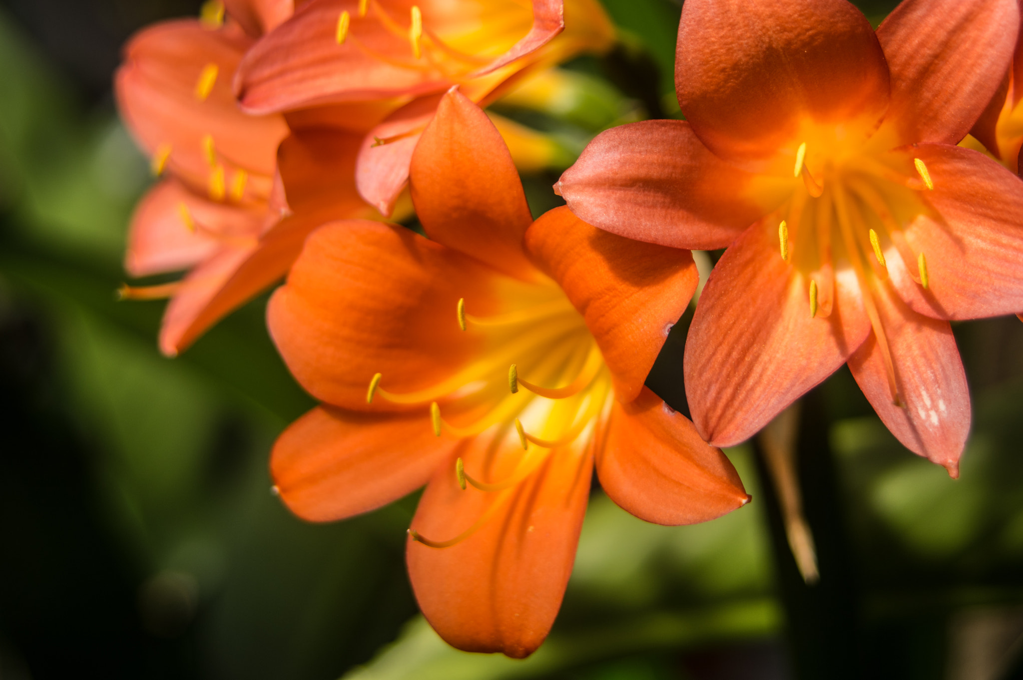 Pentax K-3 + A Series Lens sample photo. Spring flowers photography