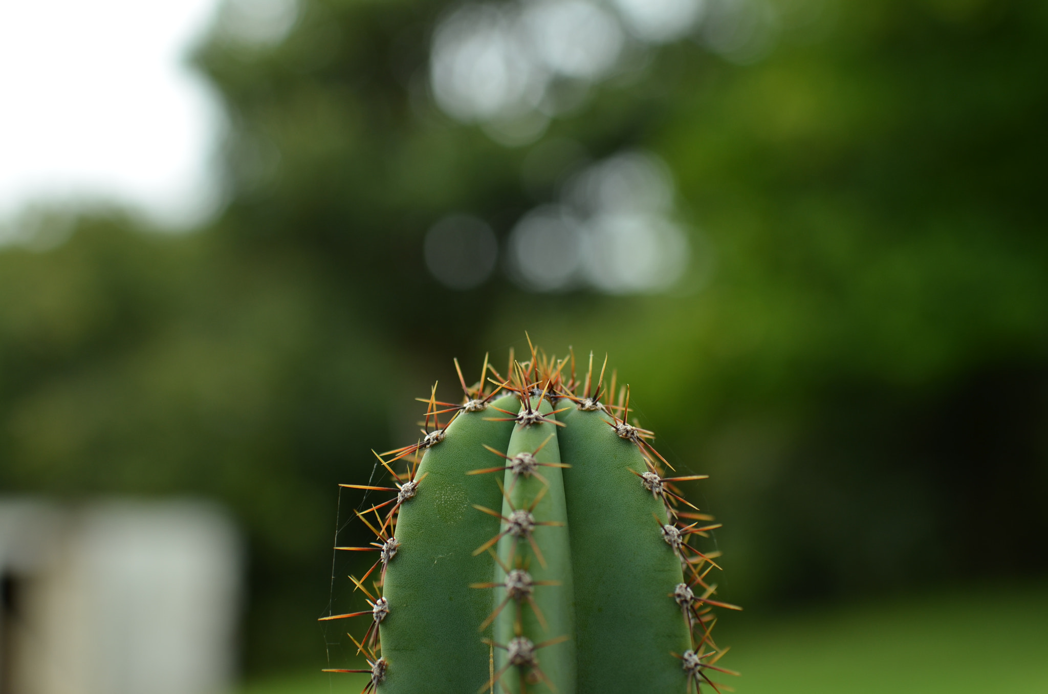 Nikon D7000 sample photo. Nature photography