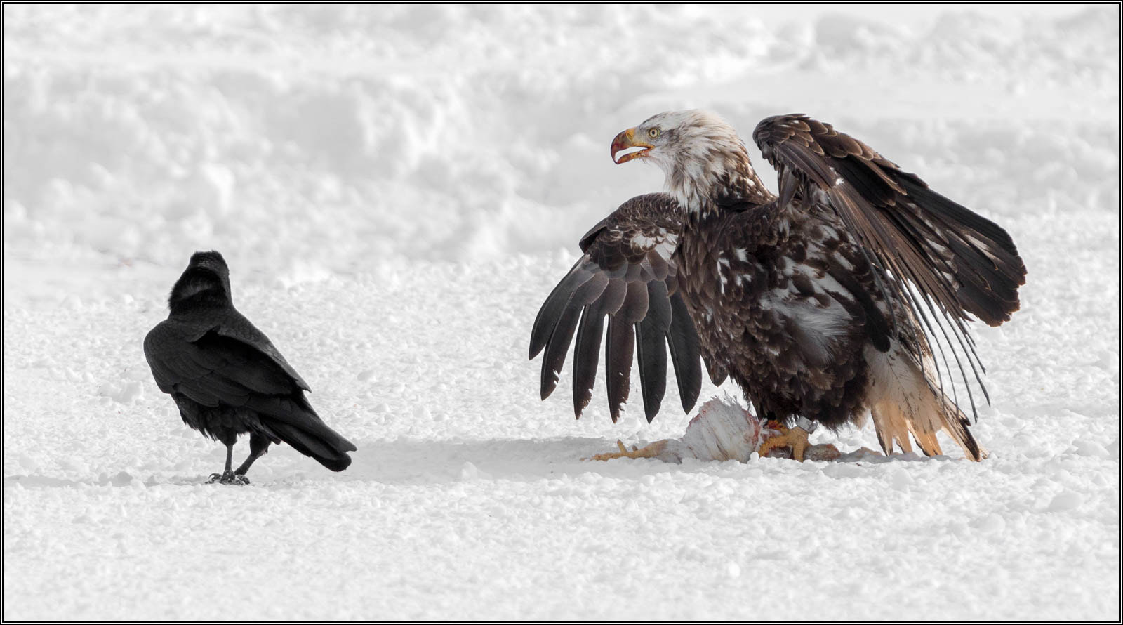Tamron SP 150-600mm F5-6.3 Di VC USD sample photo. (c)wmh_2017_02_18_5554 eagle and crow.jpg photography