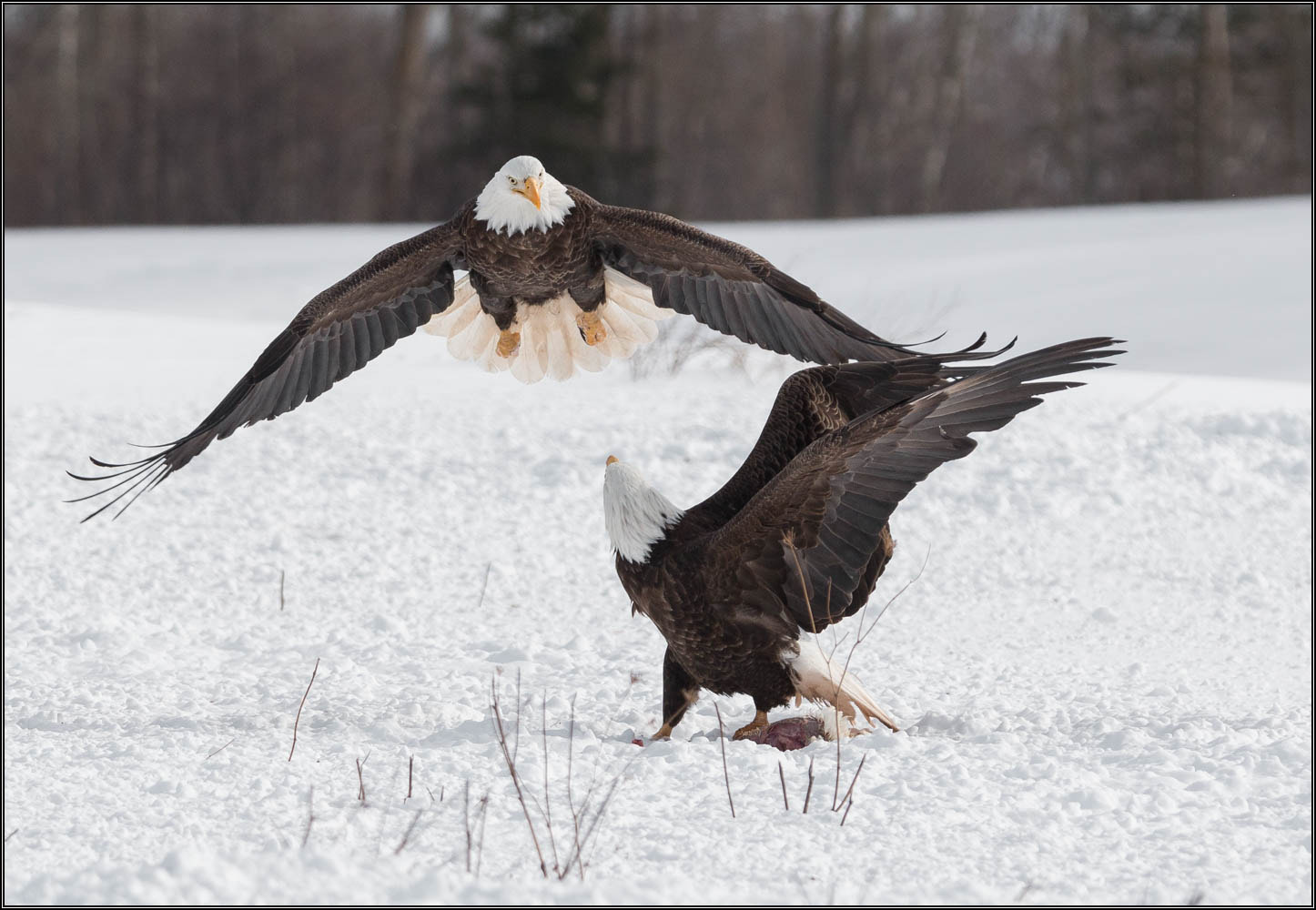 Tamron SP 150-600mm F5-6.3 Di VC USD sample photo. (c)wmh_2017_02_18_5574 eagles squarin' off.jpg photography