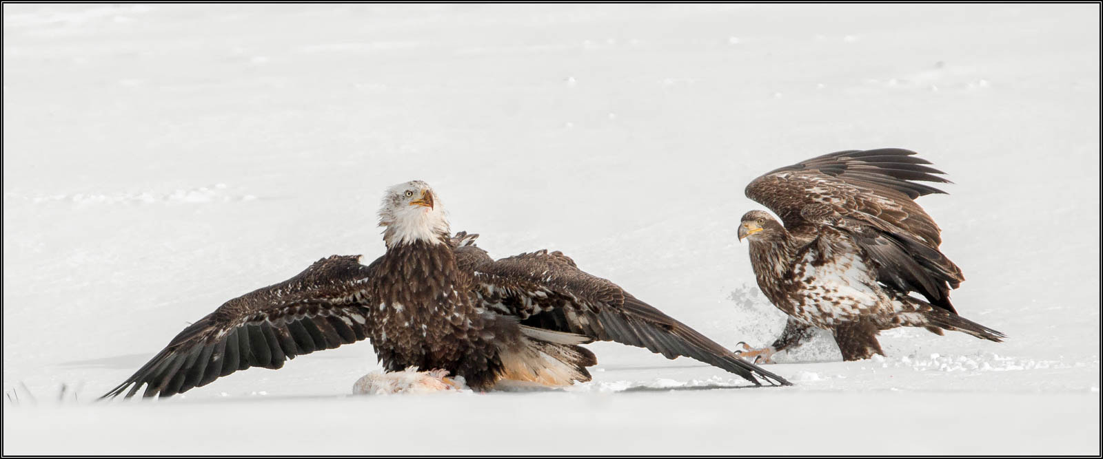 Tamron SP 150-600mm F5-6.3 Di VC USD sample photo. (c)wmh_2017_02_18_5627 eagle mantling crow removed.jpg photography