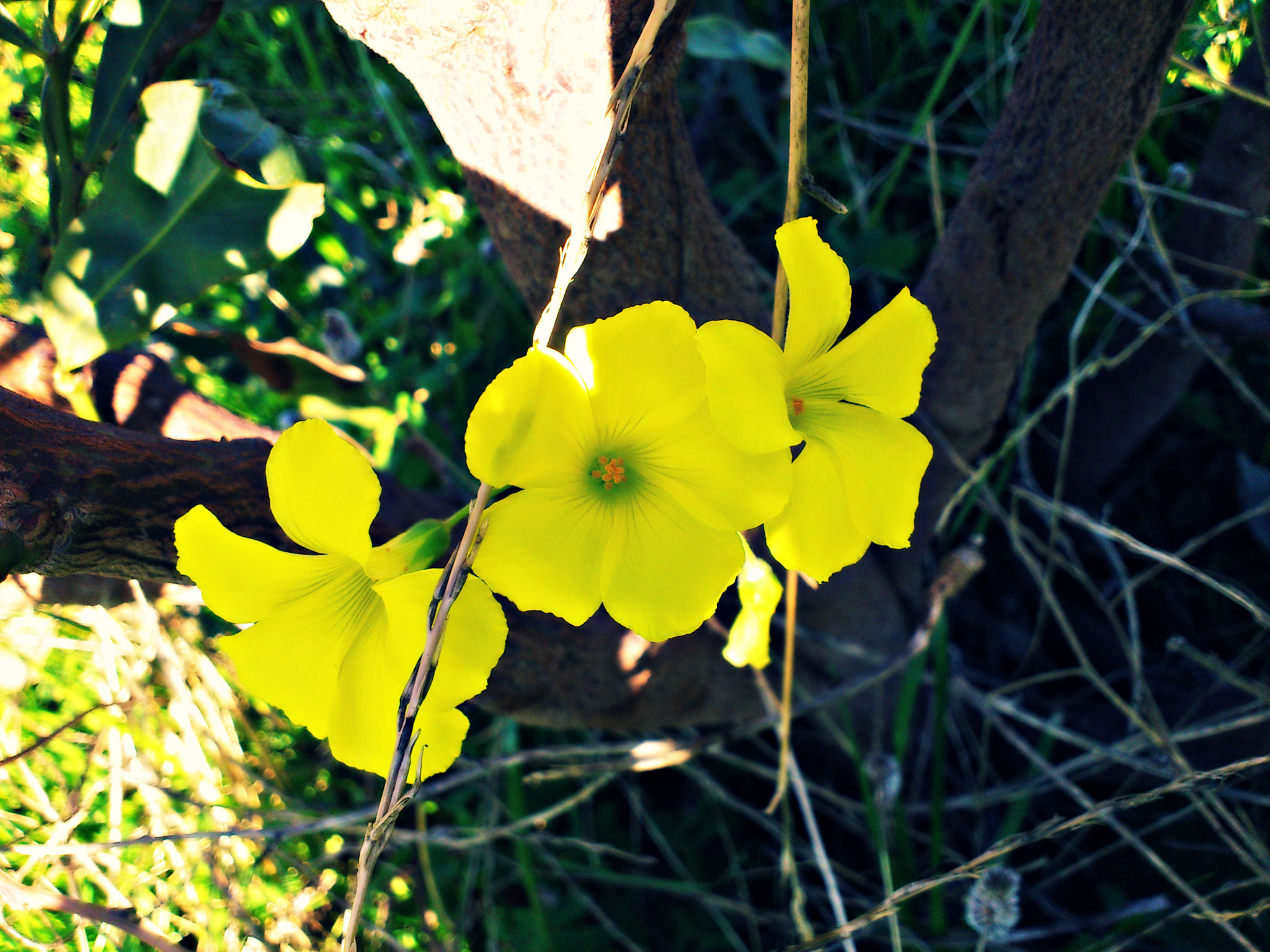 Sony Ericsson Xperia arc S sample photo. Yellow photography