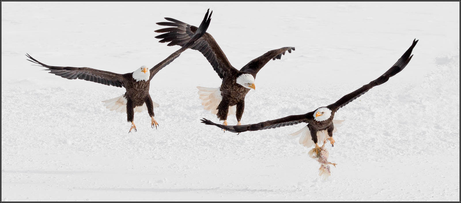 Tamron SP 150-600mm F5-6.3 Di VC USD sample photo. (c)wmh_2017_02_18_4893 three eagles chasing lead 3.jpg photography
