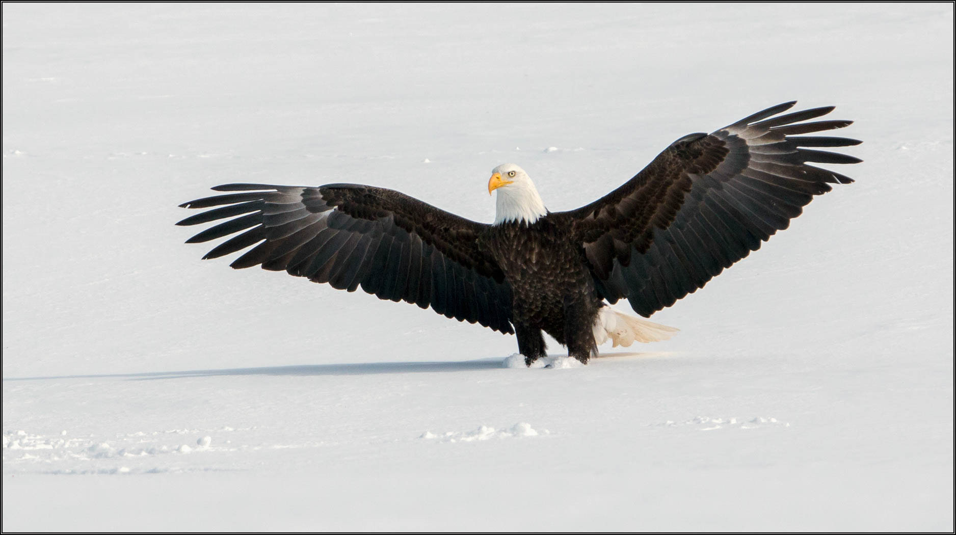 Tamron SP 150-600mm F5-6.3 Di VC USD sample photo. (c)wmh_2017_02_18_5737 spread eagle portrait.jpg photography