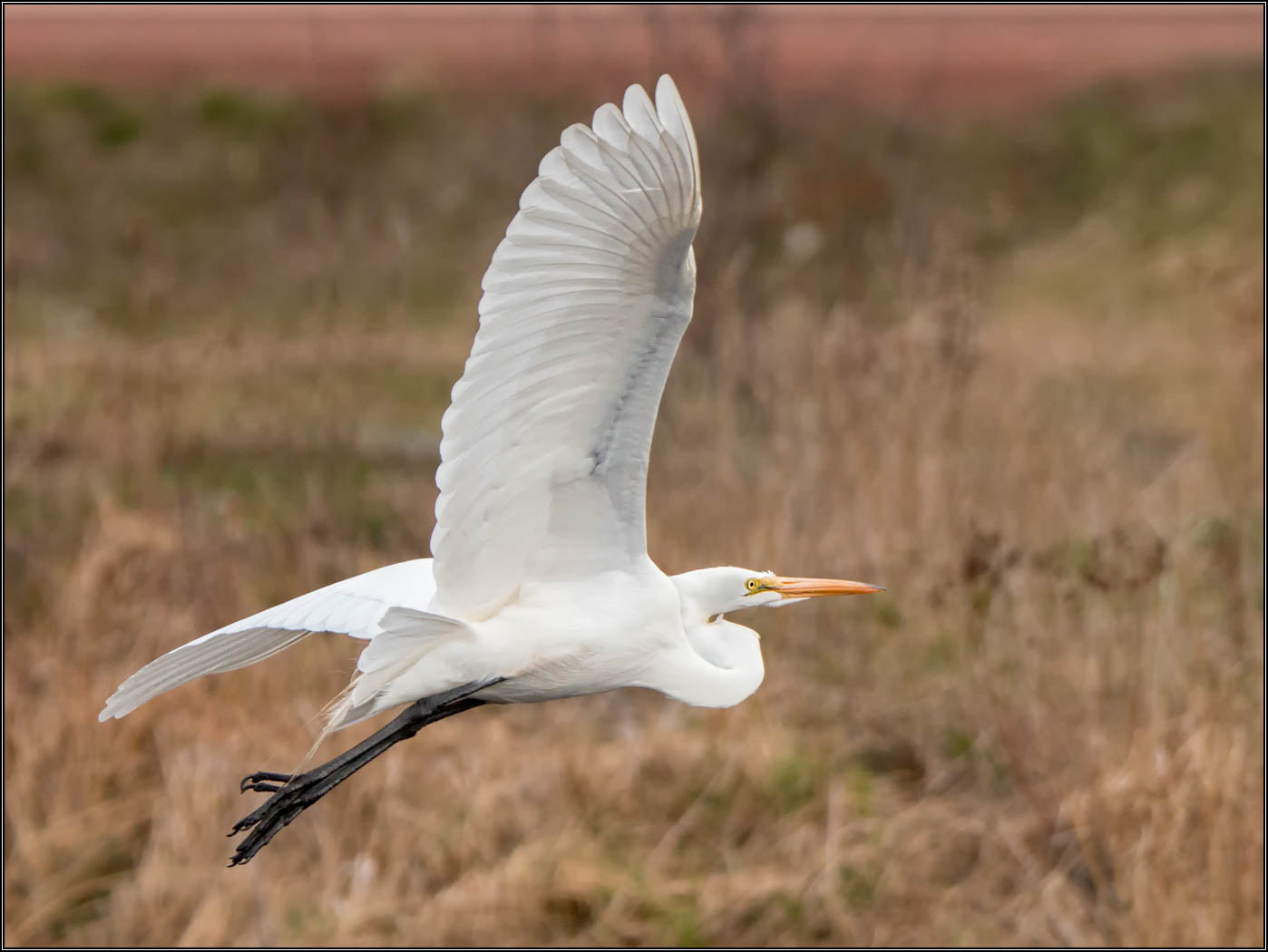 Canon EOS 70D sample photo. (c)wmh_2016_05_04_0005 great egret in flight photography