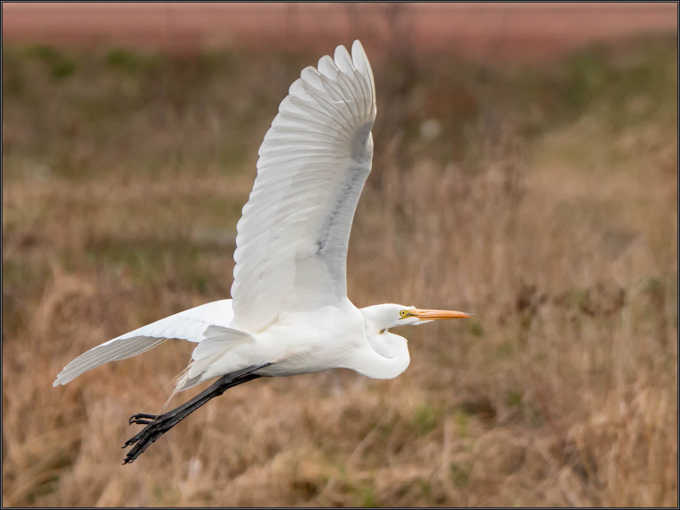 Tamron SP 150-600mm F5-6.3 Di VC USD sample photo. (c)wmh_2016_05_04_0005 great egret in flight photography