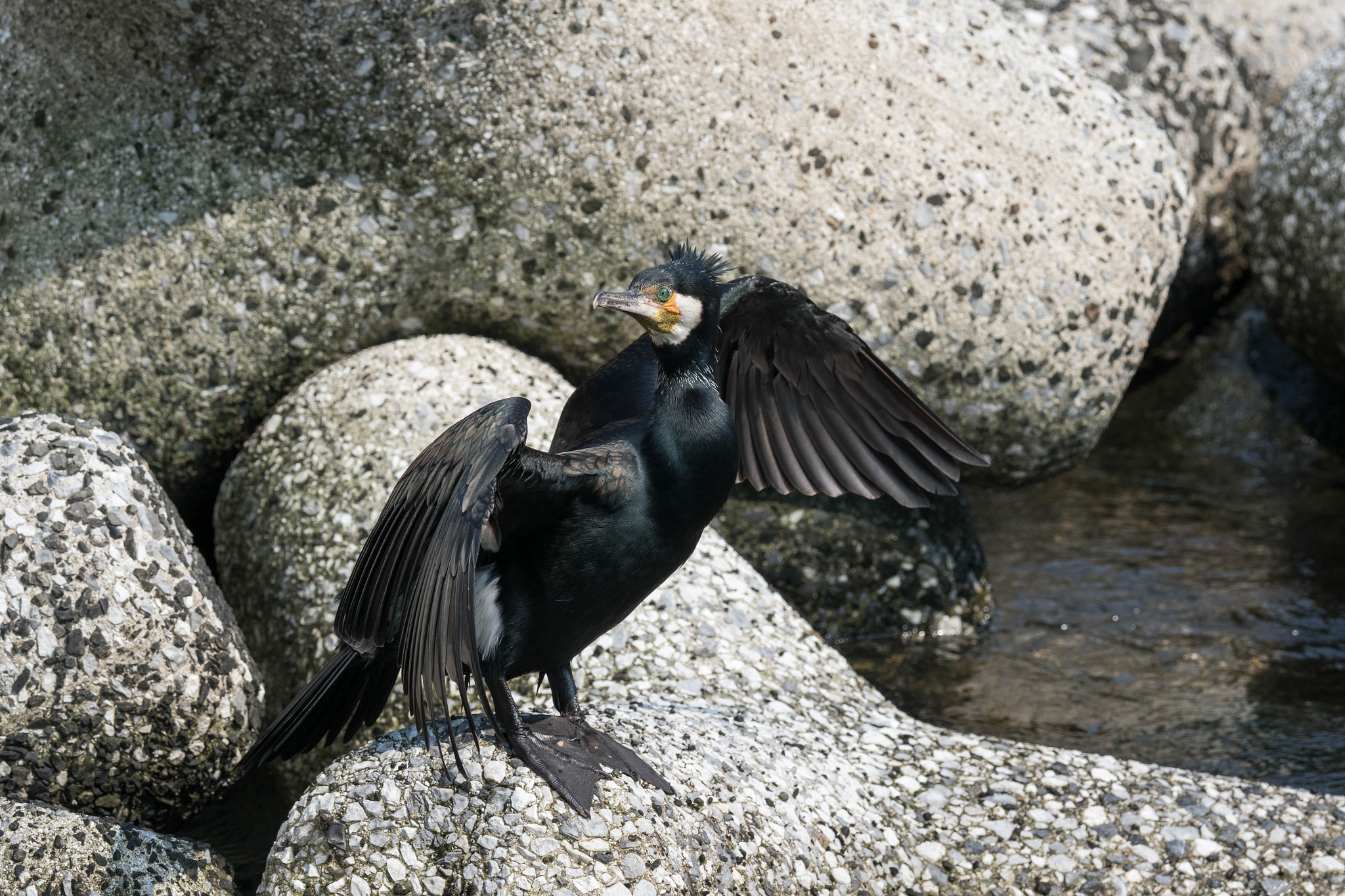 Olympus OM-D E-M1 Mark II + Olympus M.Zuiko Digital ED 40-150mm F2.8 Pro sample photo. Japanese cormorant photography