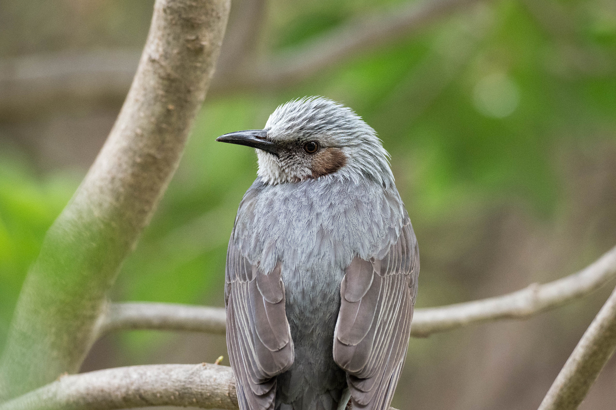 Olympus OM-D E-M1 Mark II + OLYMPUS M.300mm F4.0 sample photo. Brown-eared bulbul photography