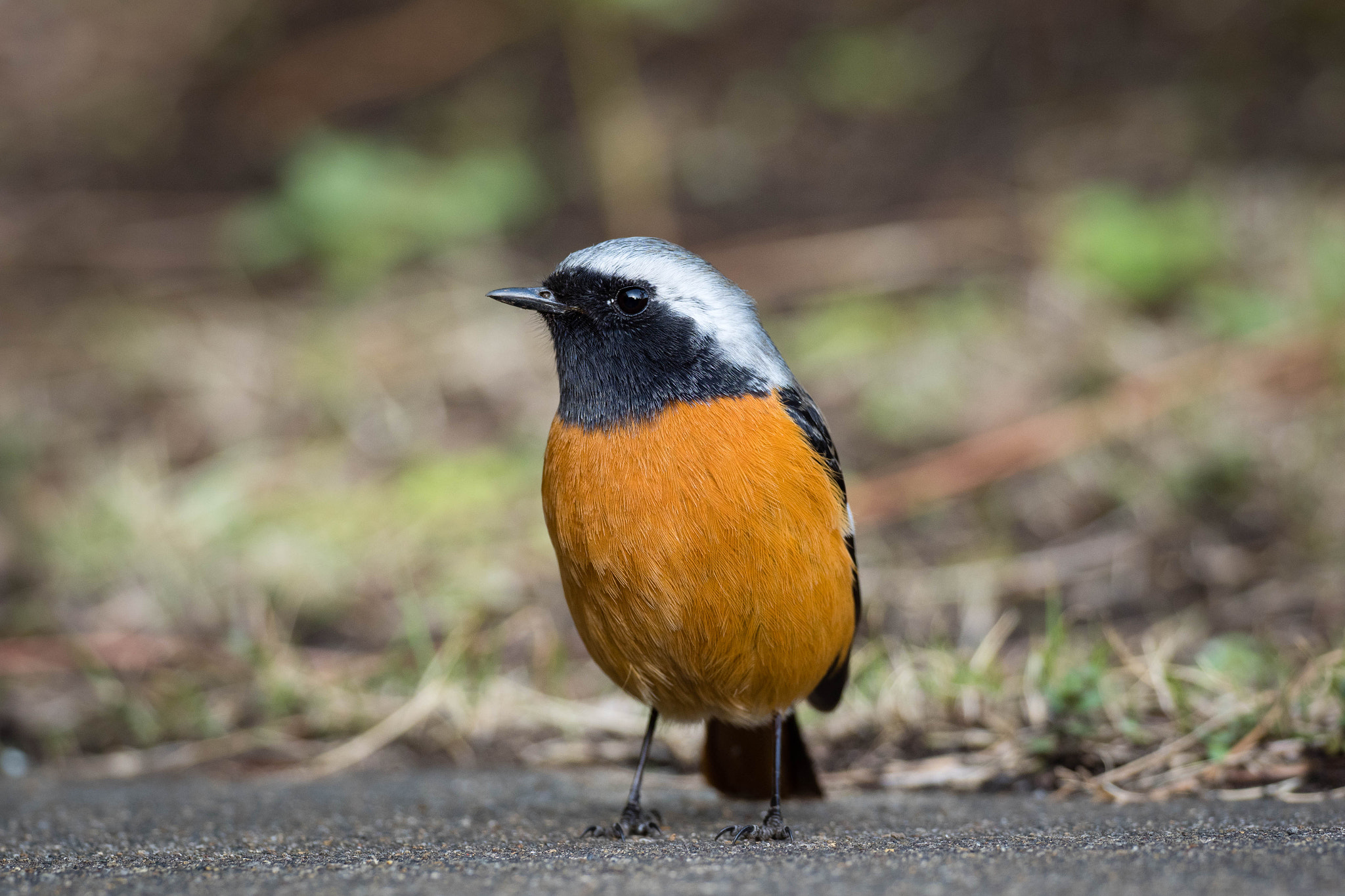 Olympus OM-D E-M1 Mark II + OLYMPUS M.300mm F4.0 sample photo. Daurian redstart photography