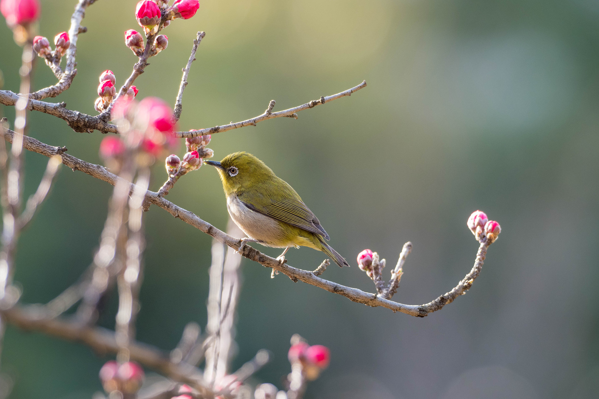 Olympus OM-D E-M1 Mark II sample photo. Japanese white-eye photography