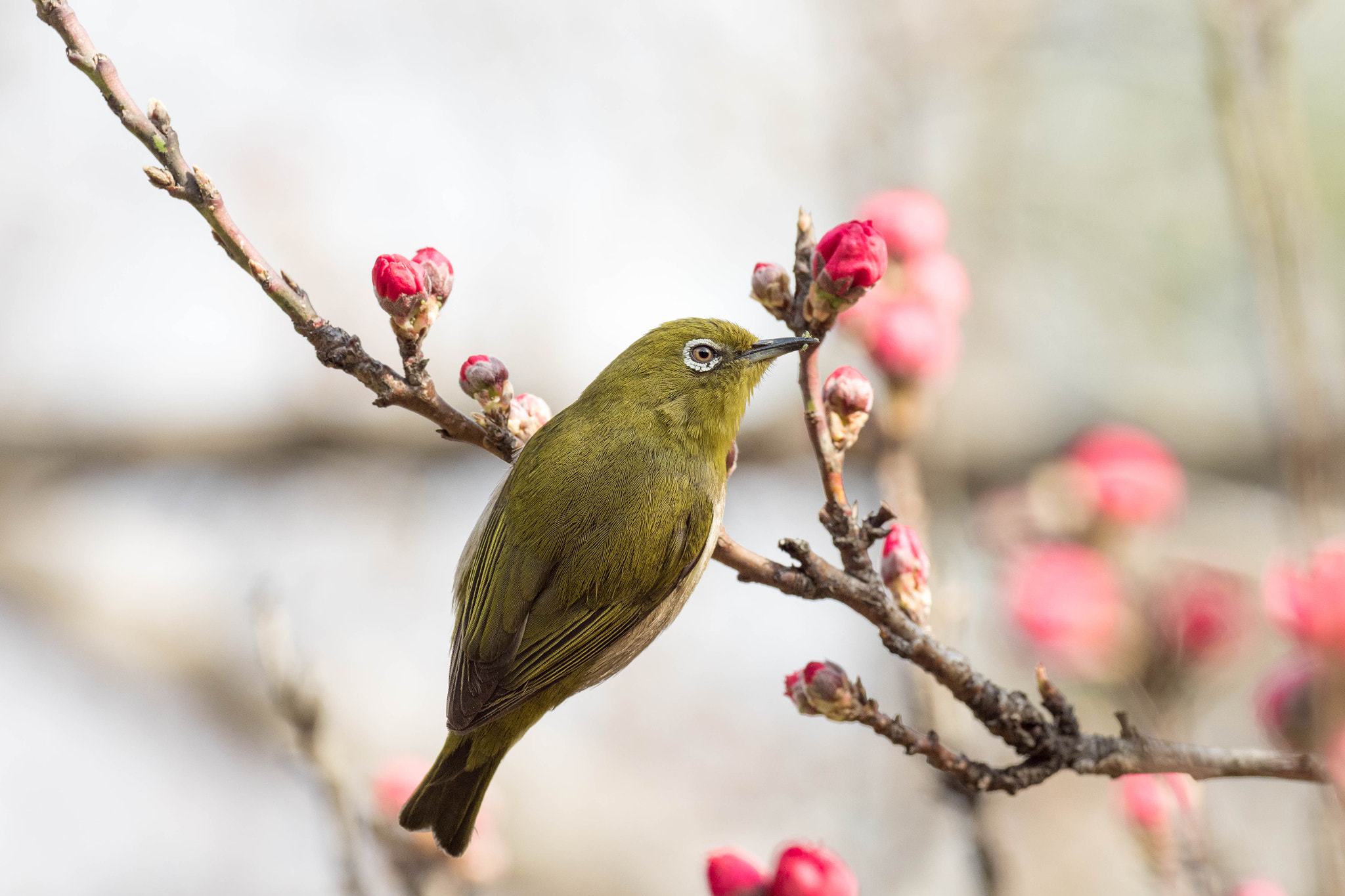 Olympus OM-D E-M1 Mark II + OLYMPUS M.300mm F4.0 sample photo. Japanese white-eye photography