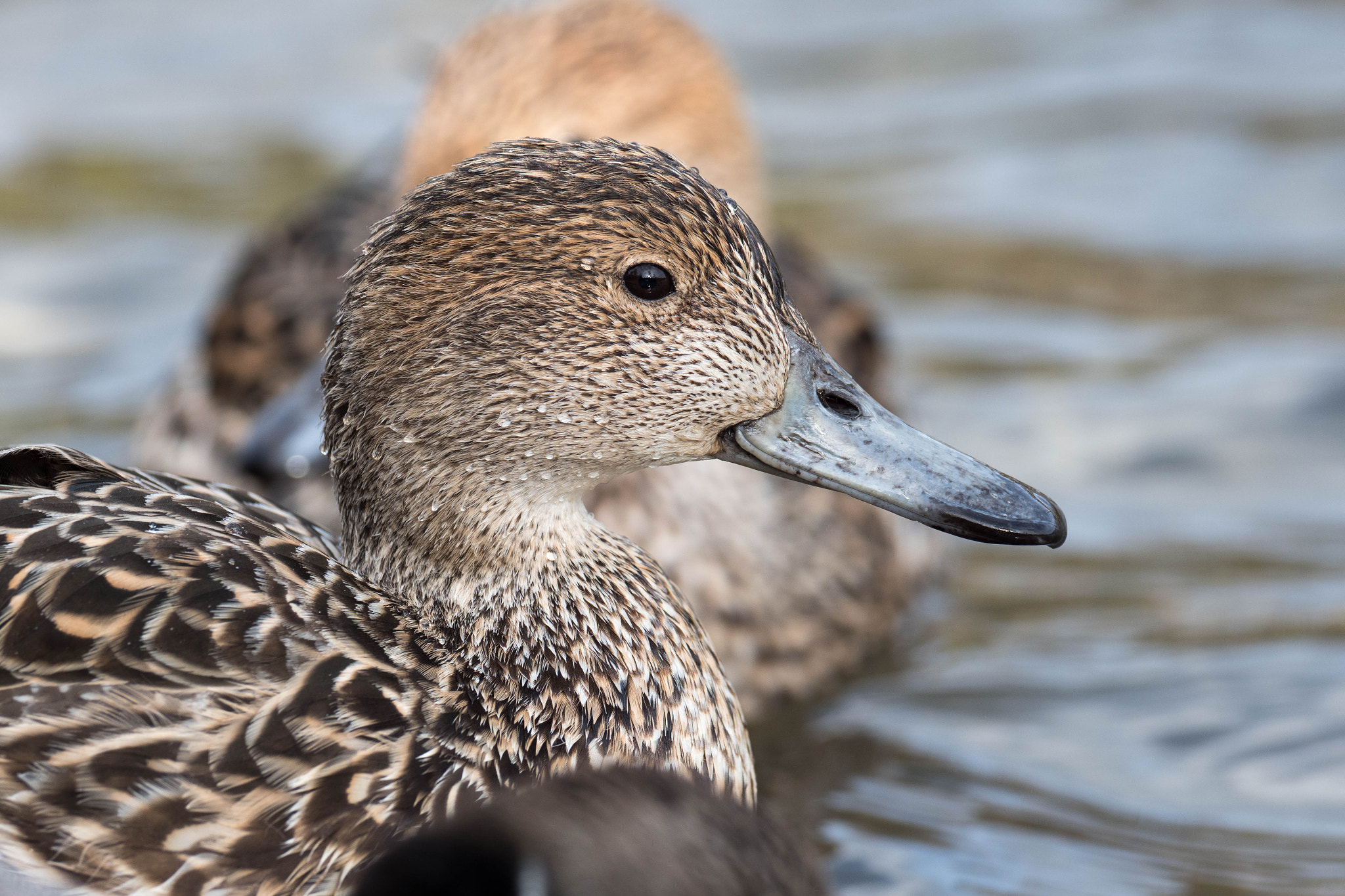 Olympus OM-D E-M1 Mark II + OLYMPUS M.300mm F4.0 sample photo. Gadwall photography