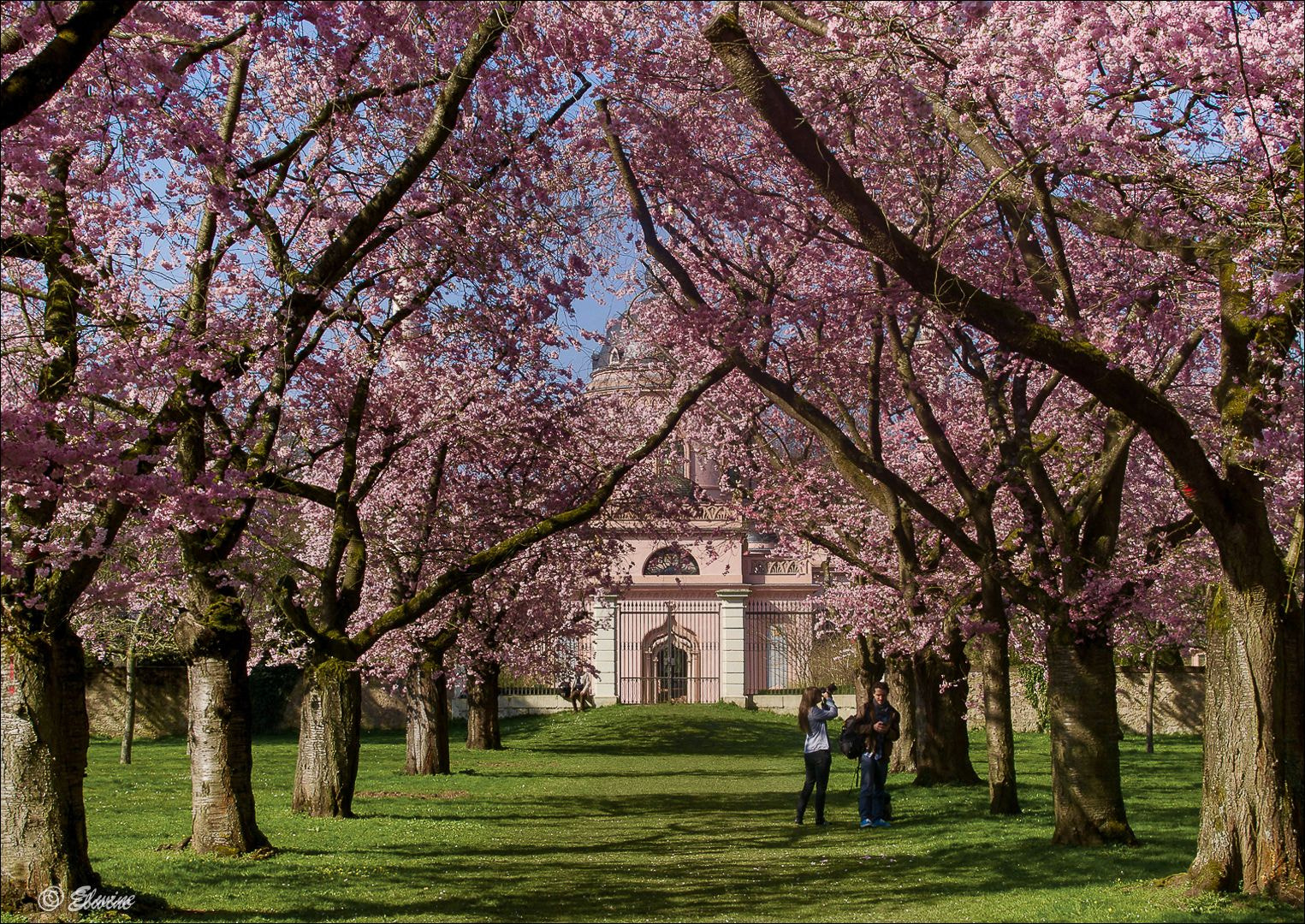 Olympus OM-D E-M10 sample photo. Cherry blossom photography