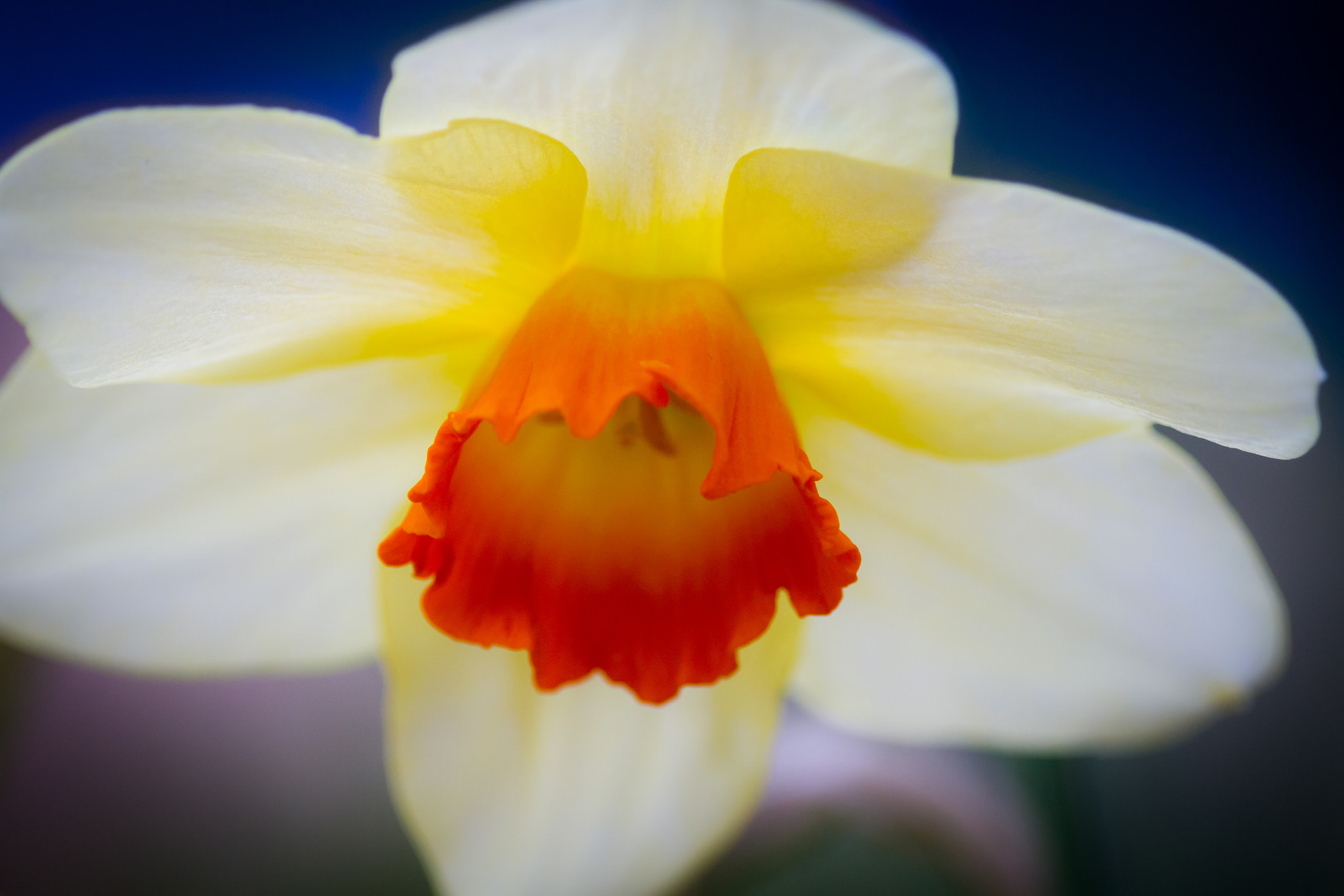 Canon EF 100mm F2.8 Macro USM sample photo
