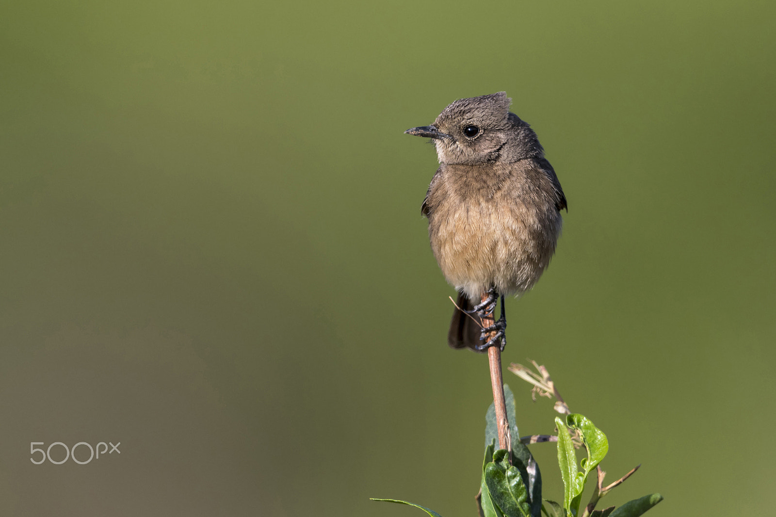 Nikon AF-S Nikkor 600mm F4G ED VR sample photo. Pied bushchat female………announcing the arrival of summers photography