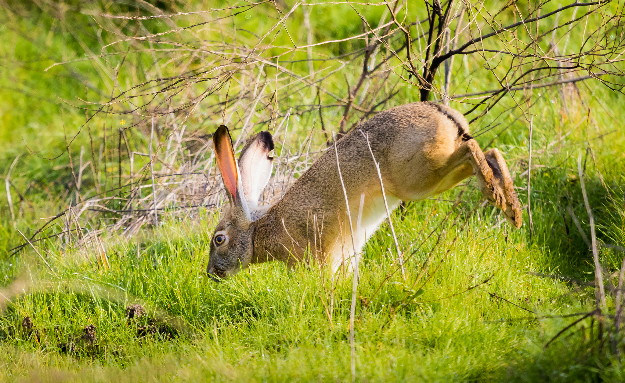 Canon EOS 7D Mark II + Canon EF 100-400mm F4.5-5.6L IS USM sample photo. Happy hopper photography