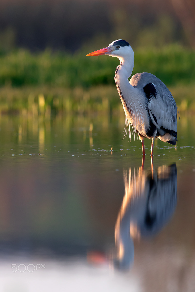 Canon EOS 7D Mark II + Canon EF 400mm F5.6L USM sample photo. Migratory season photography