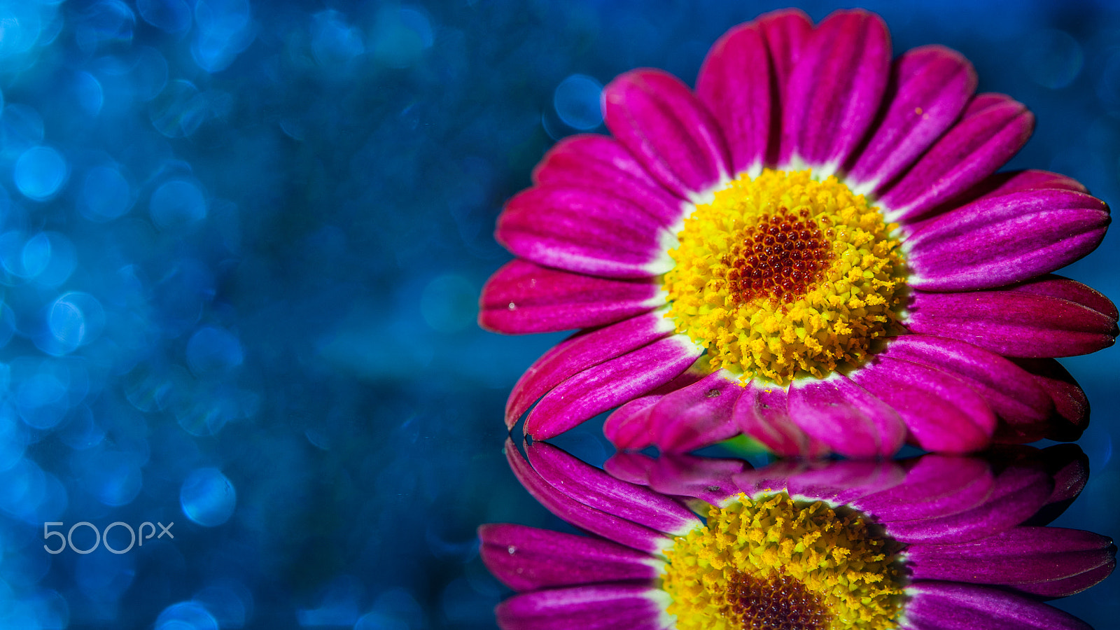 Nikon D300 sample photo. Daisy reflected in the blue photography