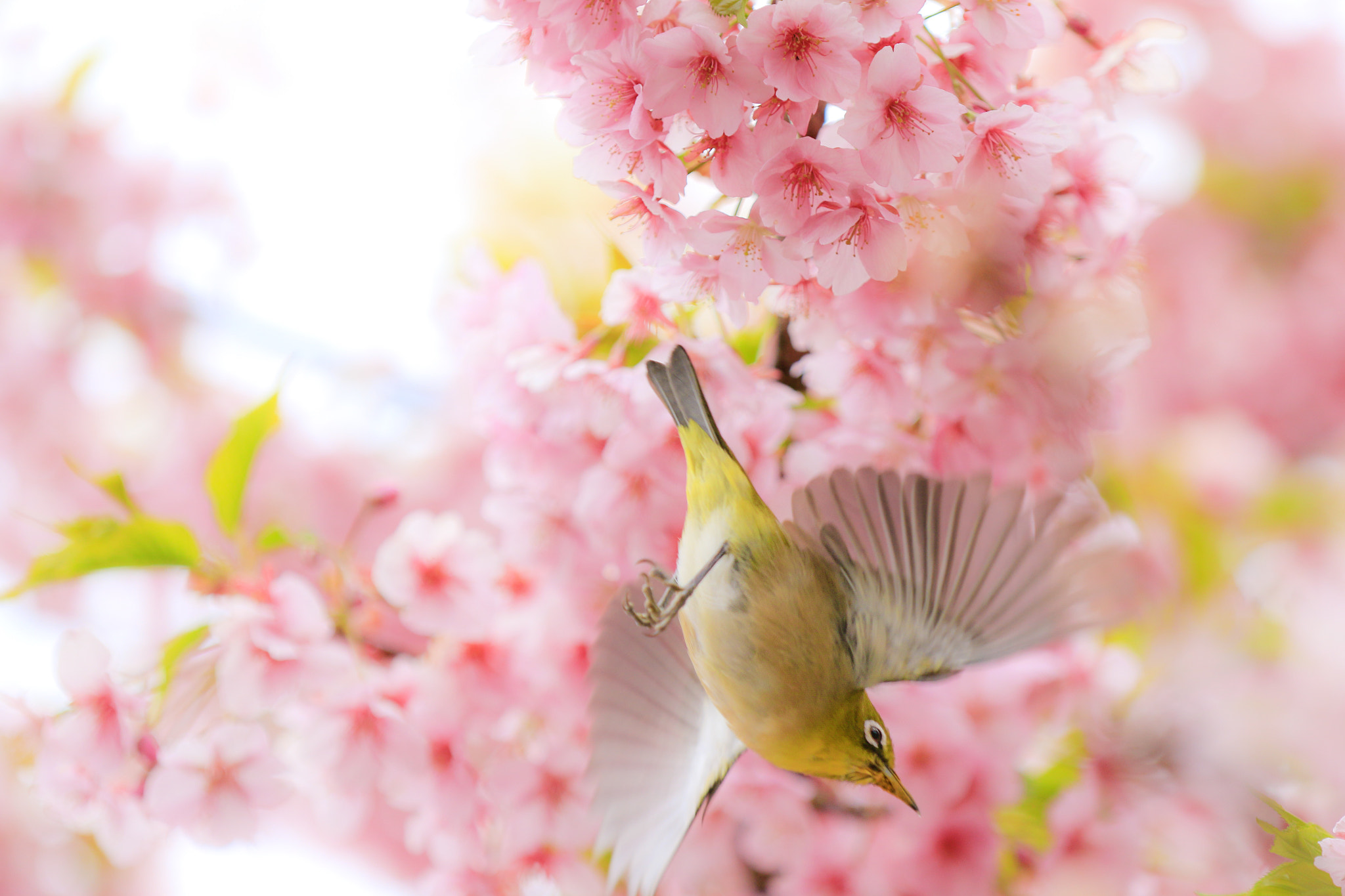 Canon EF 70-200mm F2.8L IS II USM sample photo. White-eye photography