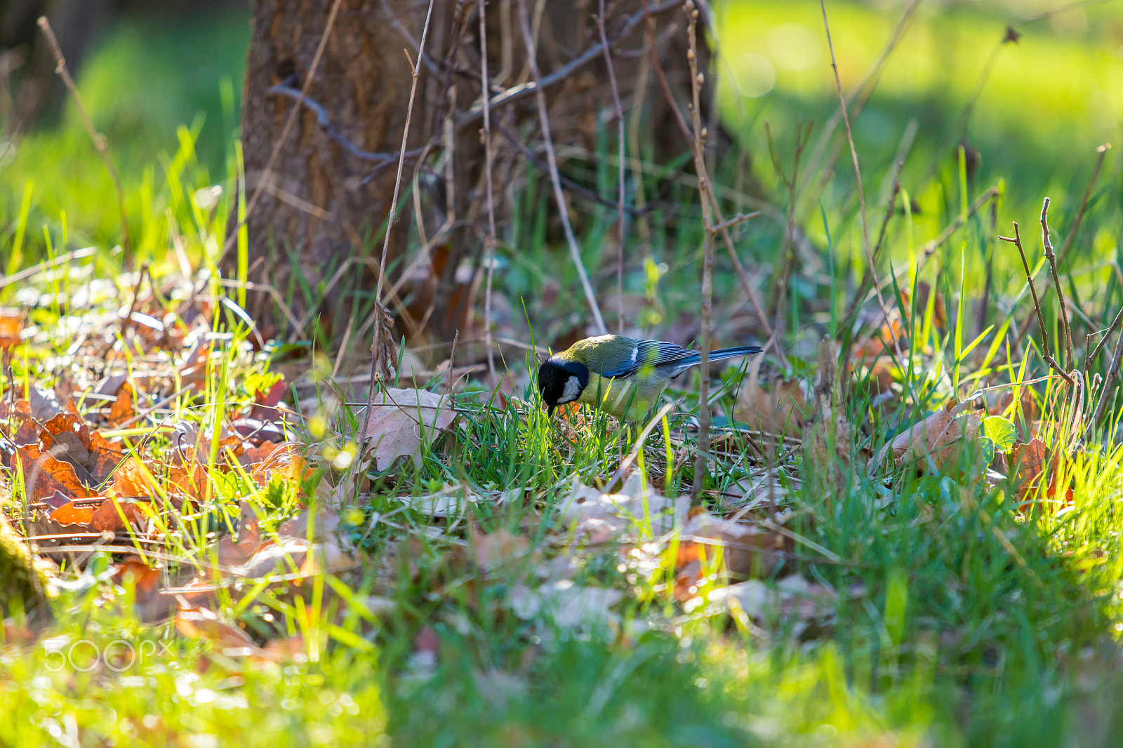 Canon EF 70-200mm F4L IS USM sample photo. Ha photography