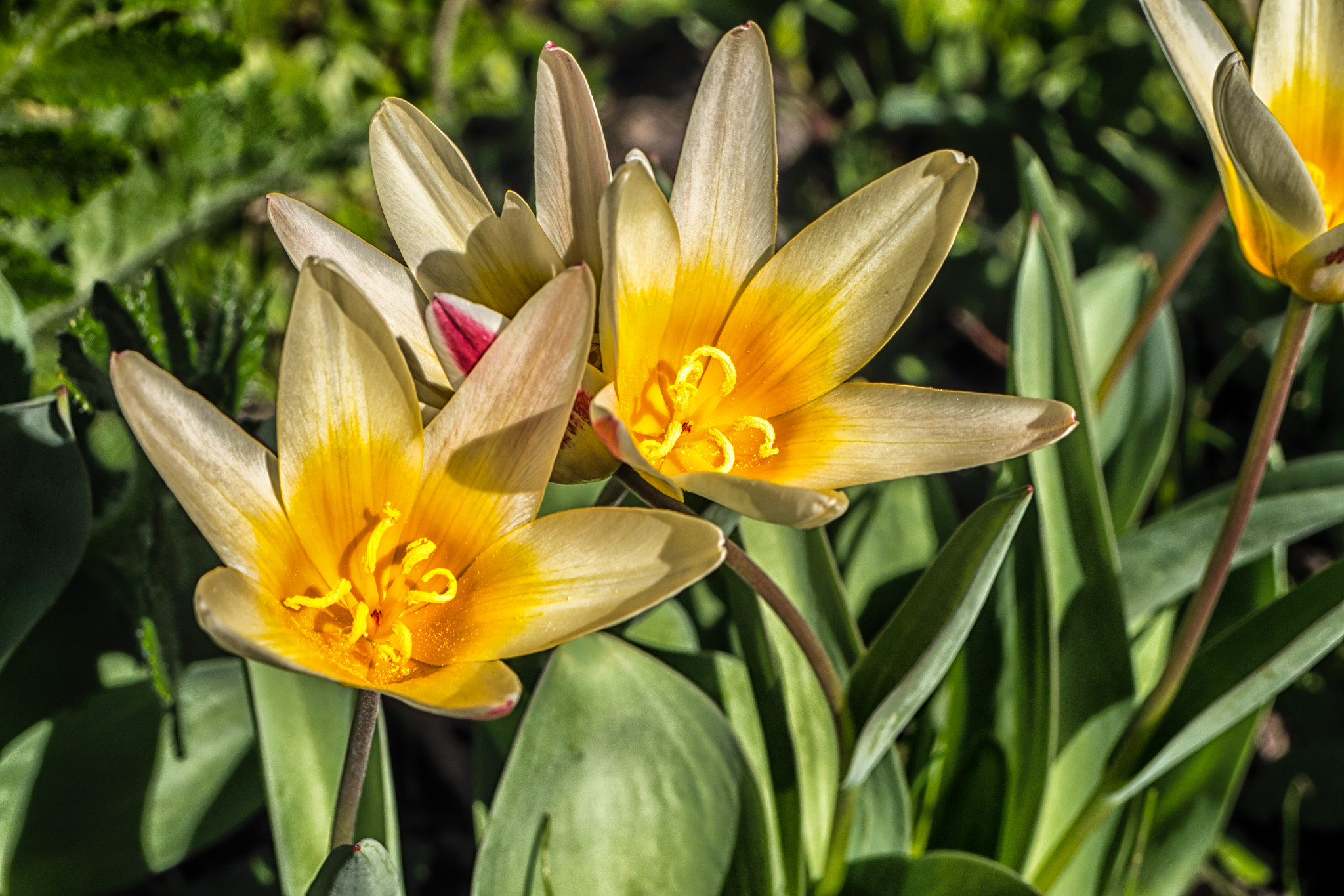 Panasonic Lumix DMC-G6 sample photo. Springtime photography