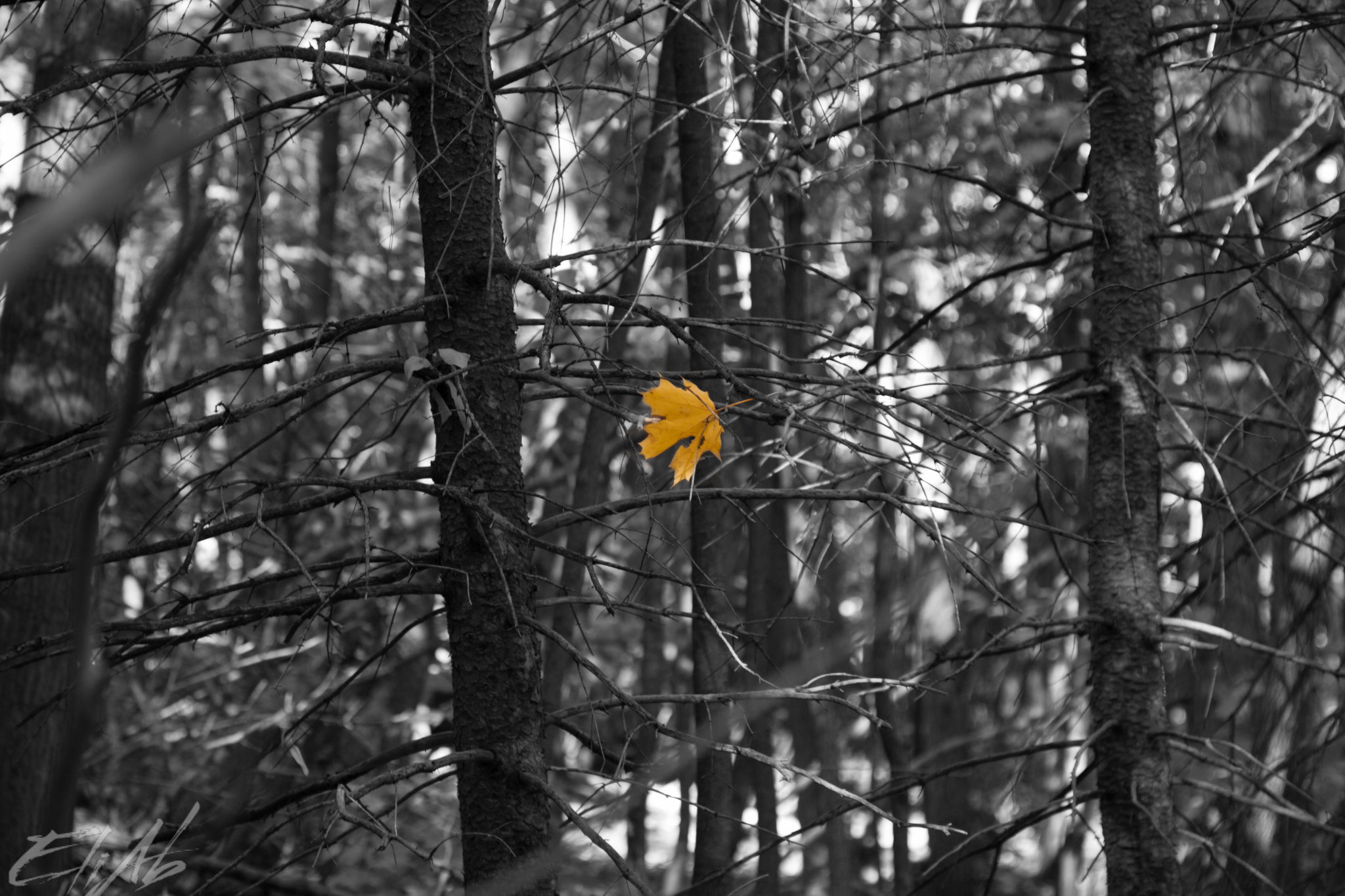 Canon EOS 50D + Canon EF 24-105mm F4L IS USM sample photo. Single leaf photography