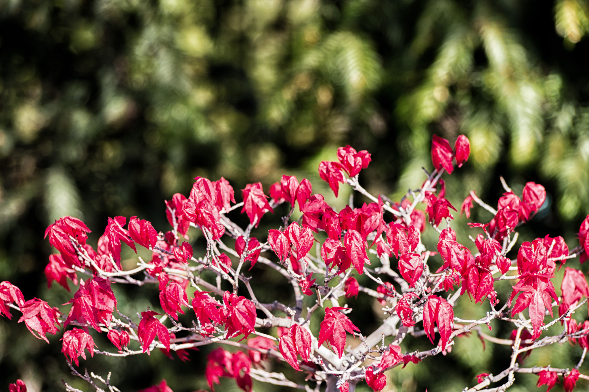 Panasonic Lumix DMC-G6 sample photo. Bonsai on fire photography