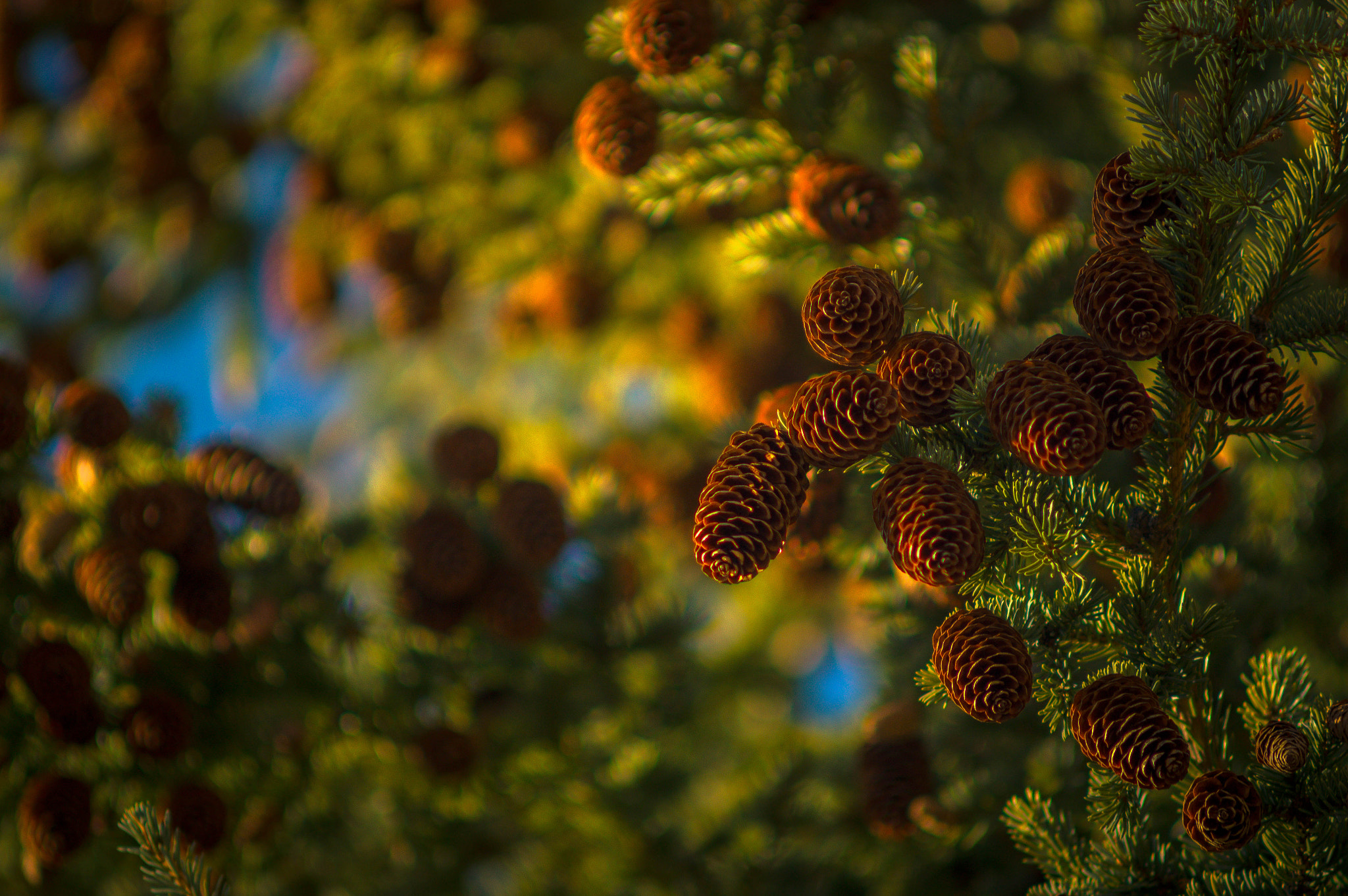 Sony SLT-A58 + Minolta AF 70-210mm F4 Macro sample photo. Tree cones photography