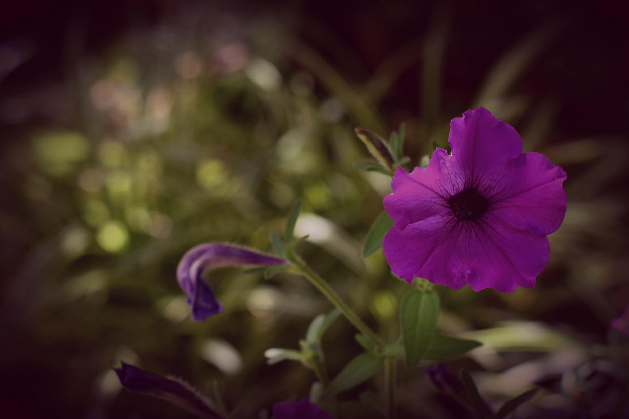 Nikon AF-S DX Micro Nikkor 40mm F2.8 sample photo. In this story... photography