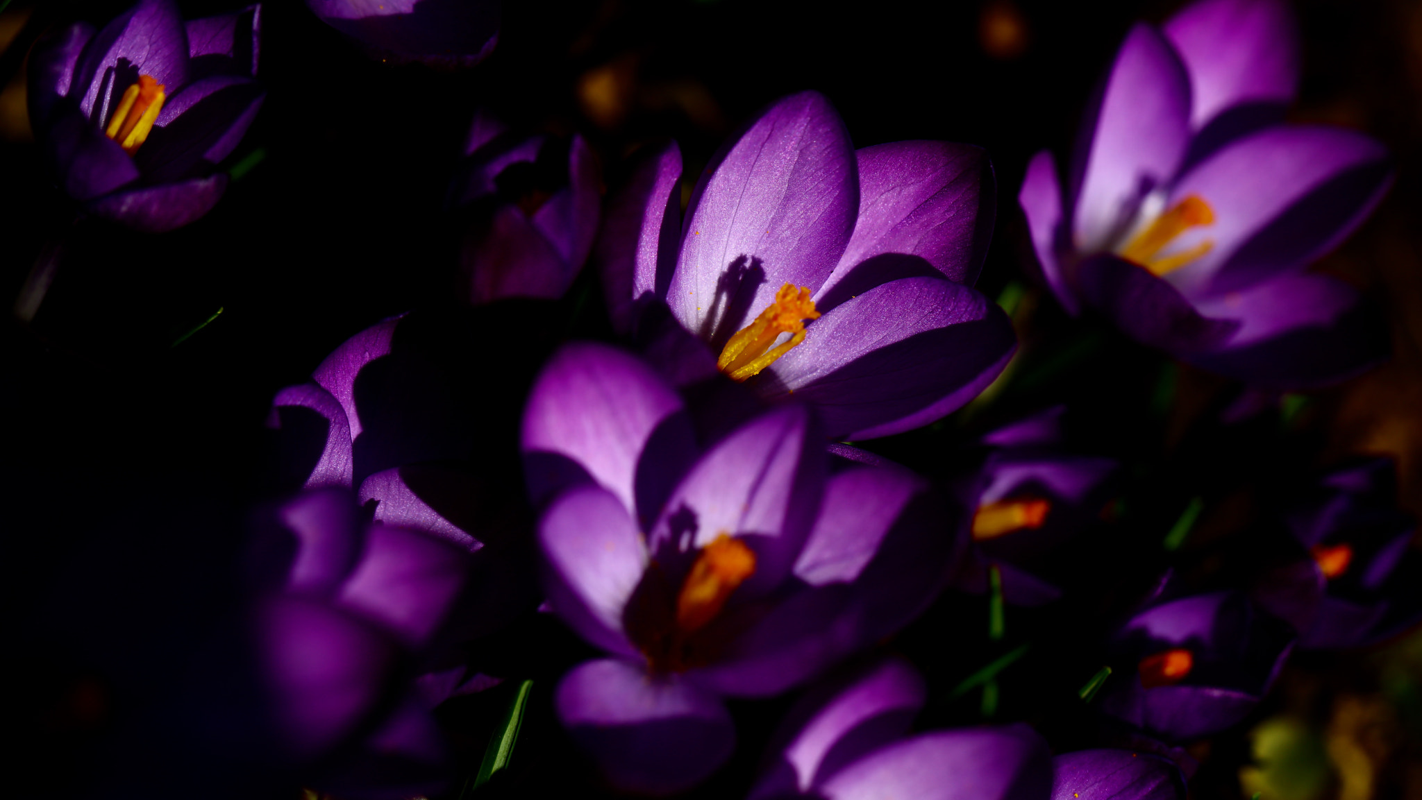 Canon EF 100mm F2.8L Macro IS USM sample photo. Distance of one photography