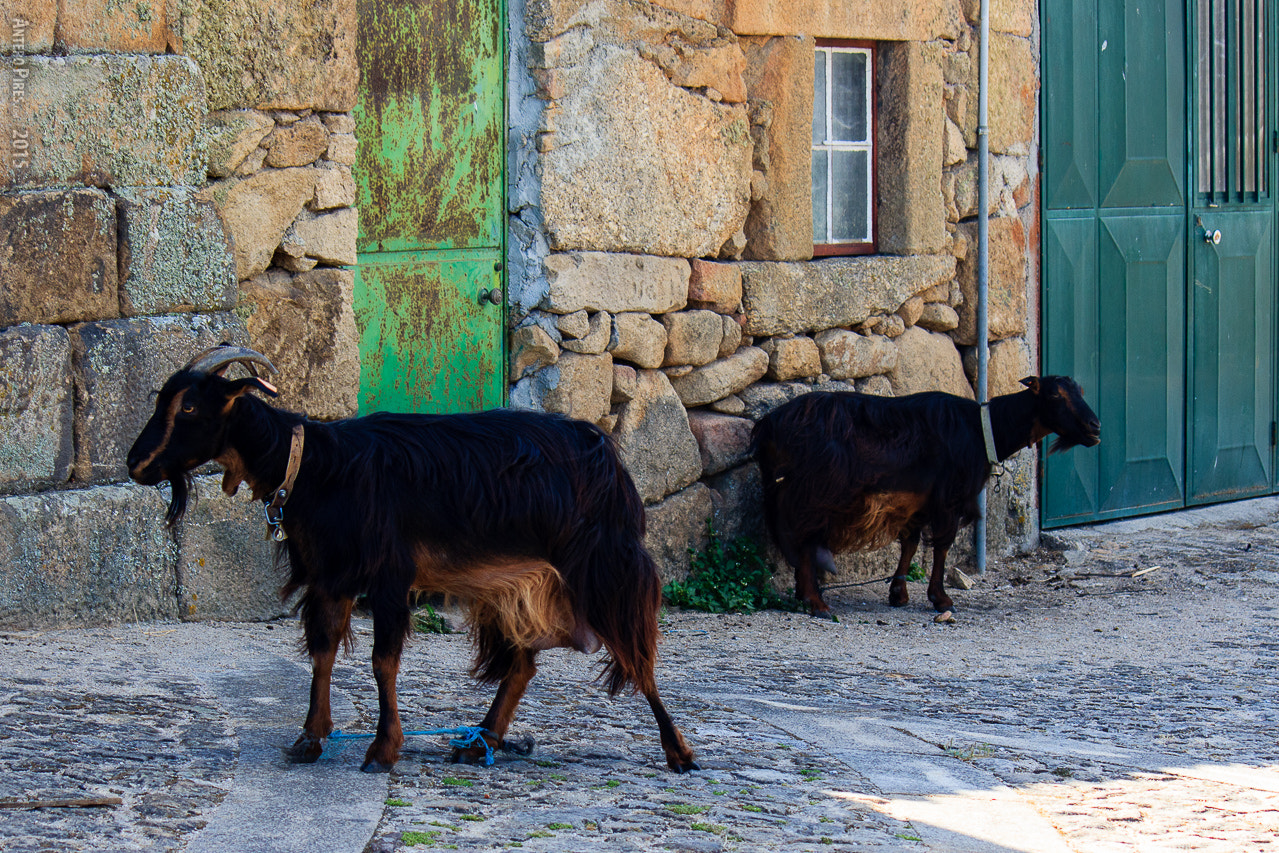 Canon EF-S 55-250mm F4-5.6 IS sample photo. 24/ago/2015  castelo mendo photography