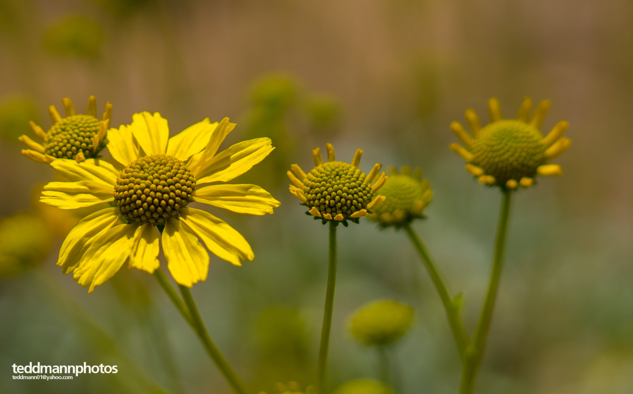 Sony a6500 + Sony FE 90mm F2.8 Macro G OSS sample photo. Summer blossom photography