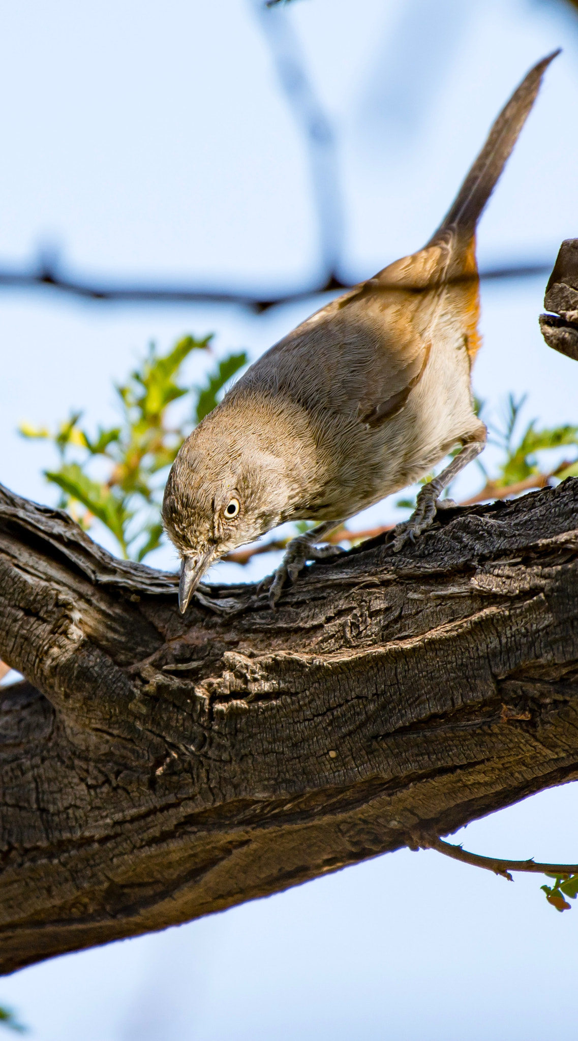 Nikon AF-S Nikkor 200-500mm F5.6E ED VR sample photo. Chestnut-vented tit-babbler photography