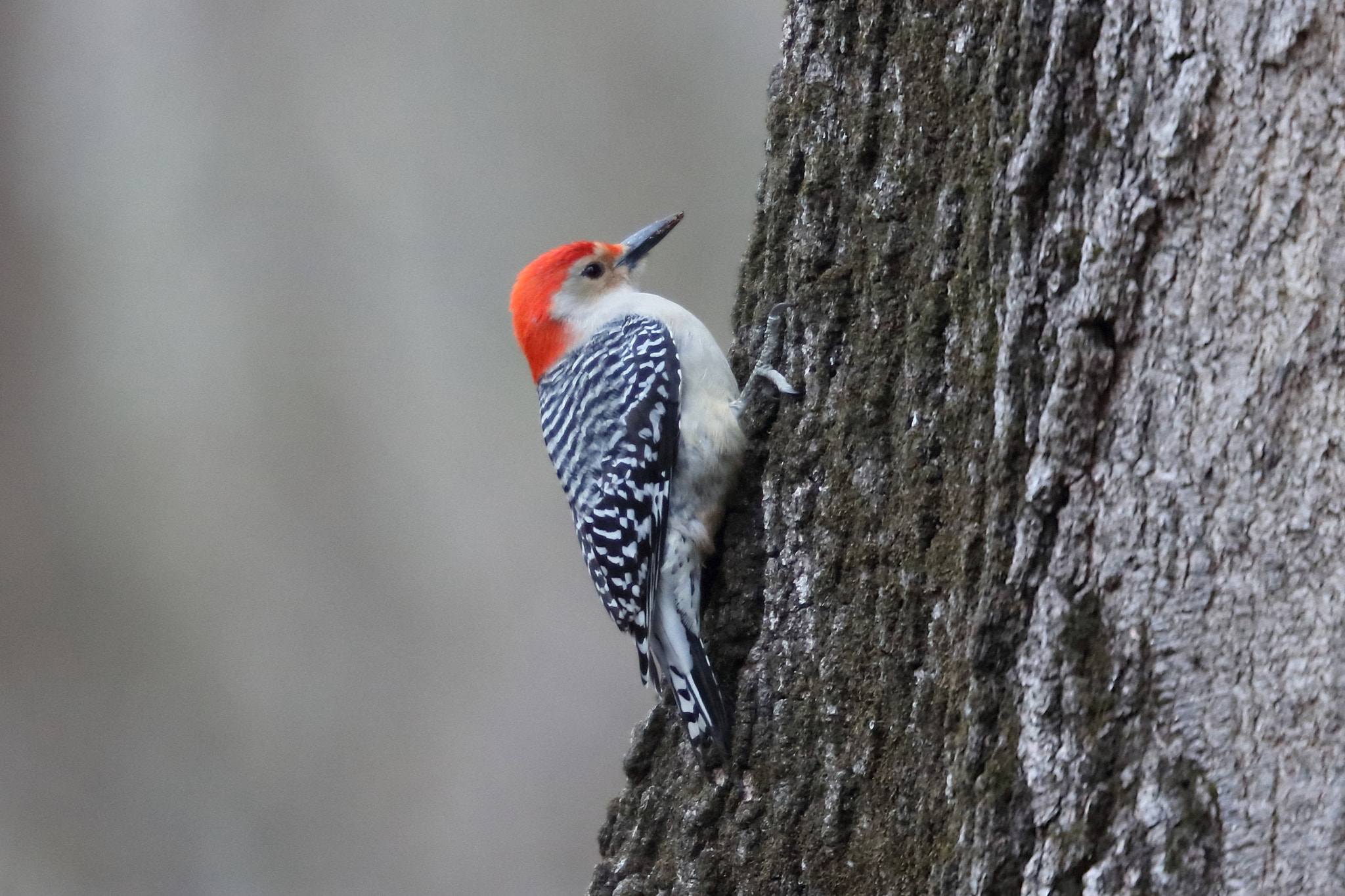 Canon EF 200mm F2L IS USM sample photo. Red-bellied woodpecker photography