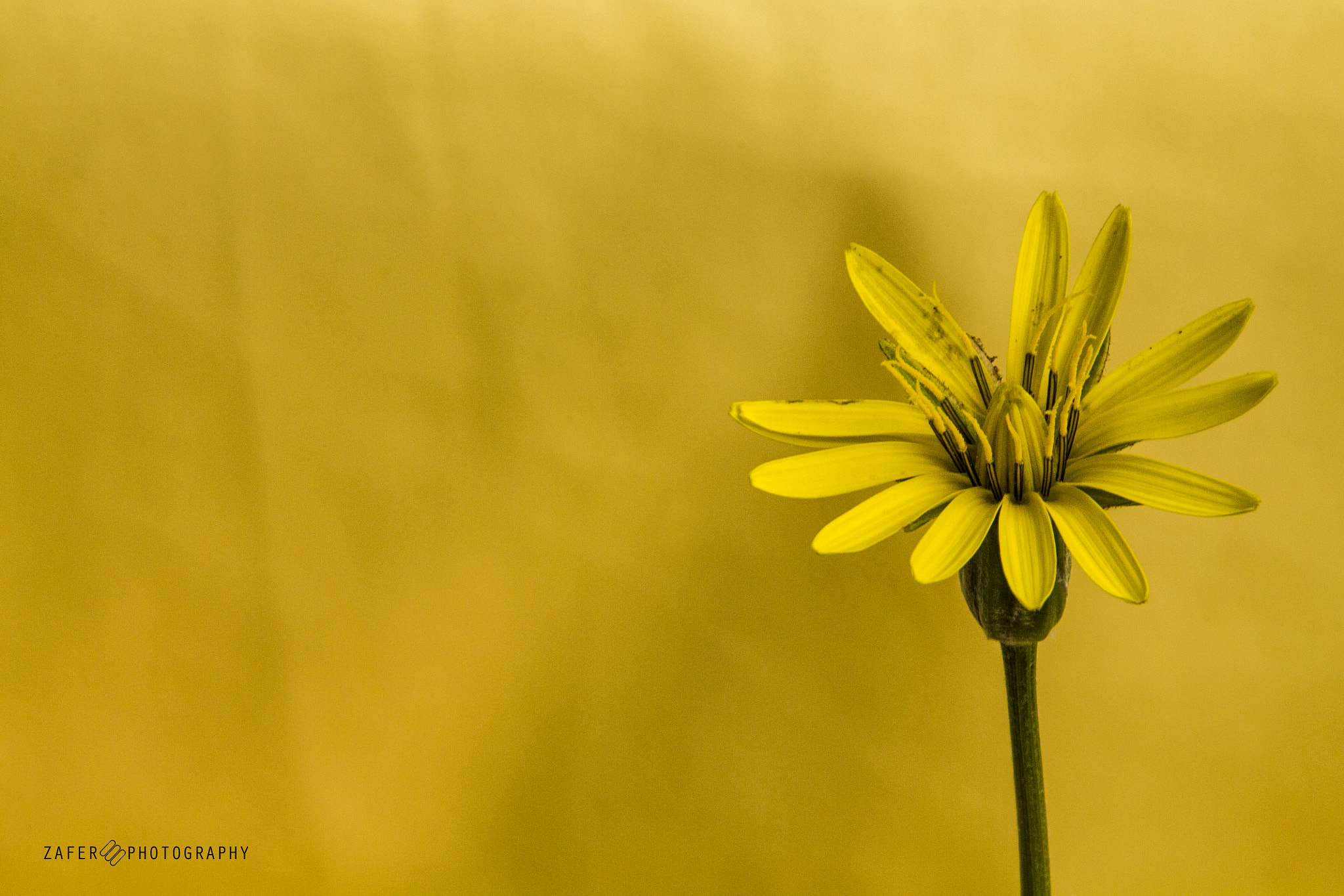 Canon EOS 1100D (EOS Rebel T3 / EOS Kiss X50) sample photo. Wild chamomile photography