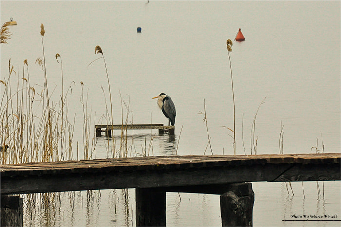 Nikon D90 sample photo. Loneliness ...lago di garda ....italy photography