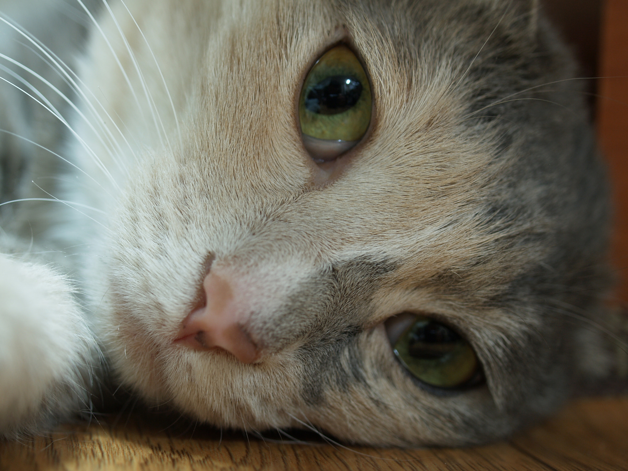 Olympus E-330 (EVOLT E-330) sample photo. My cat photography