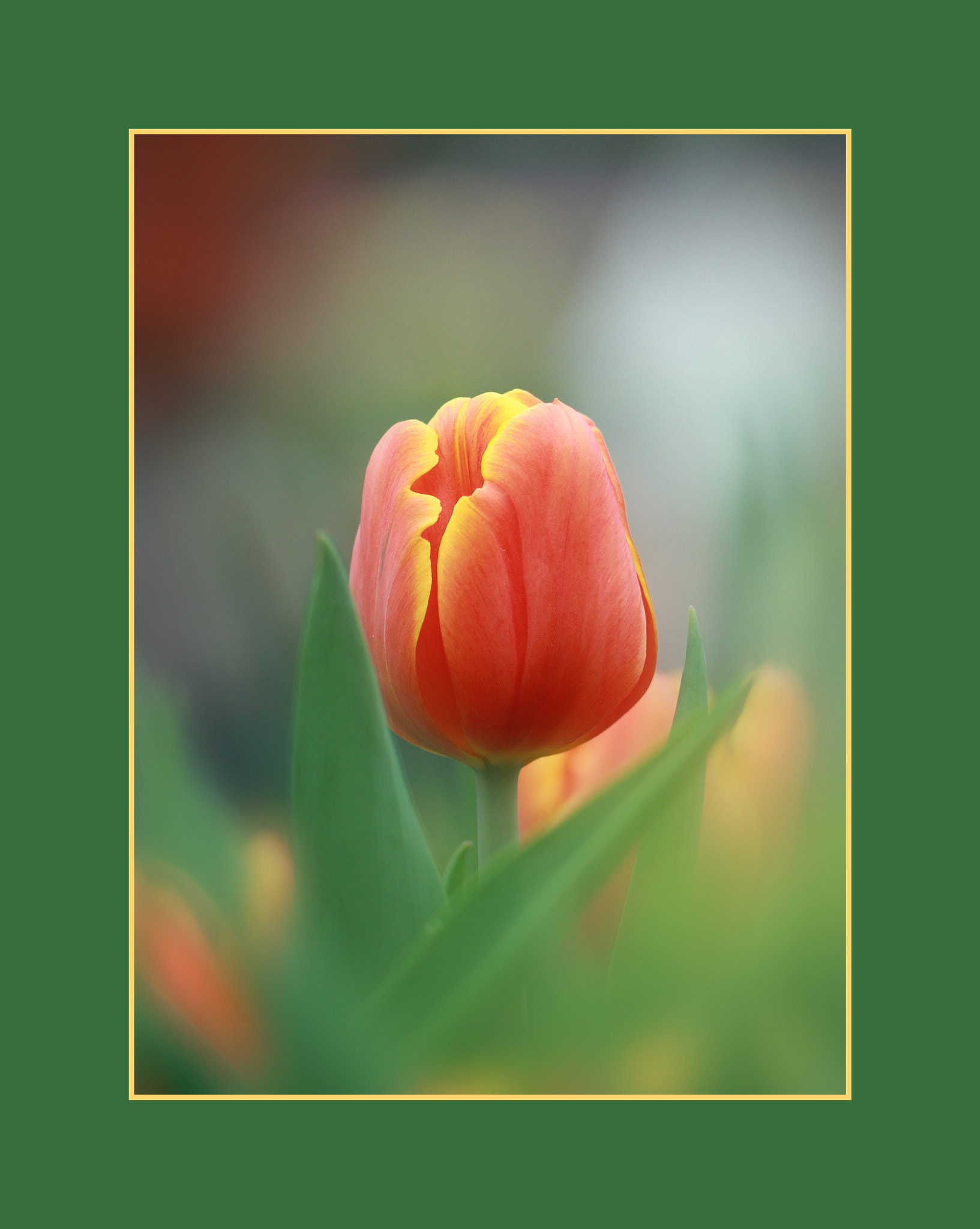 Canon EF 35-80mm f/4-5.6 sample photo. Tulip photography