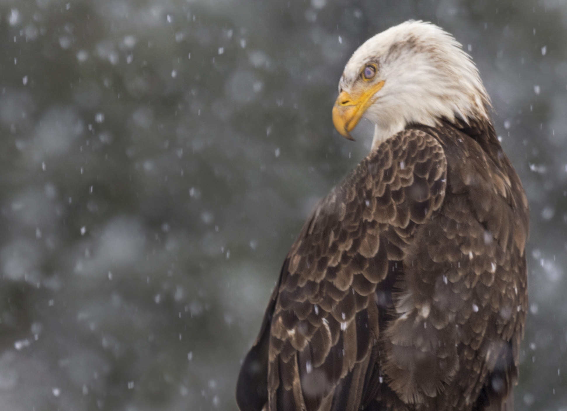 Canon EF 100-400mm F4.5-5.6L IS USM sample photo. A winter fable. photography