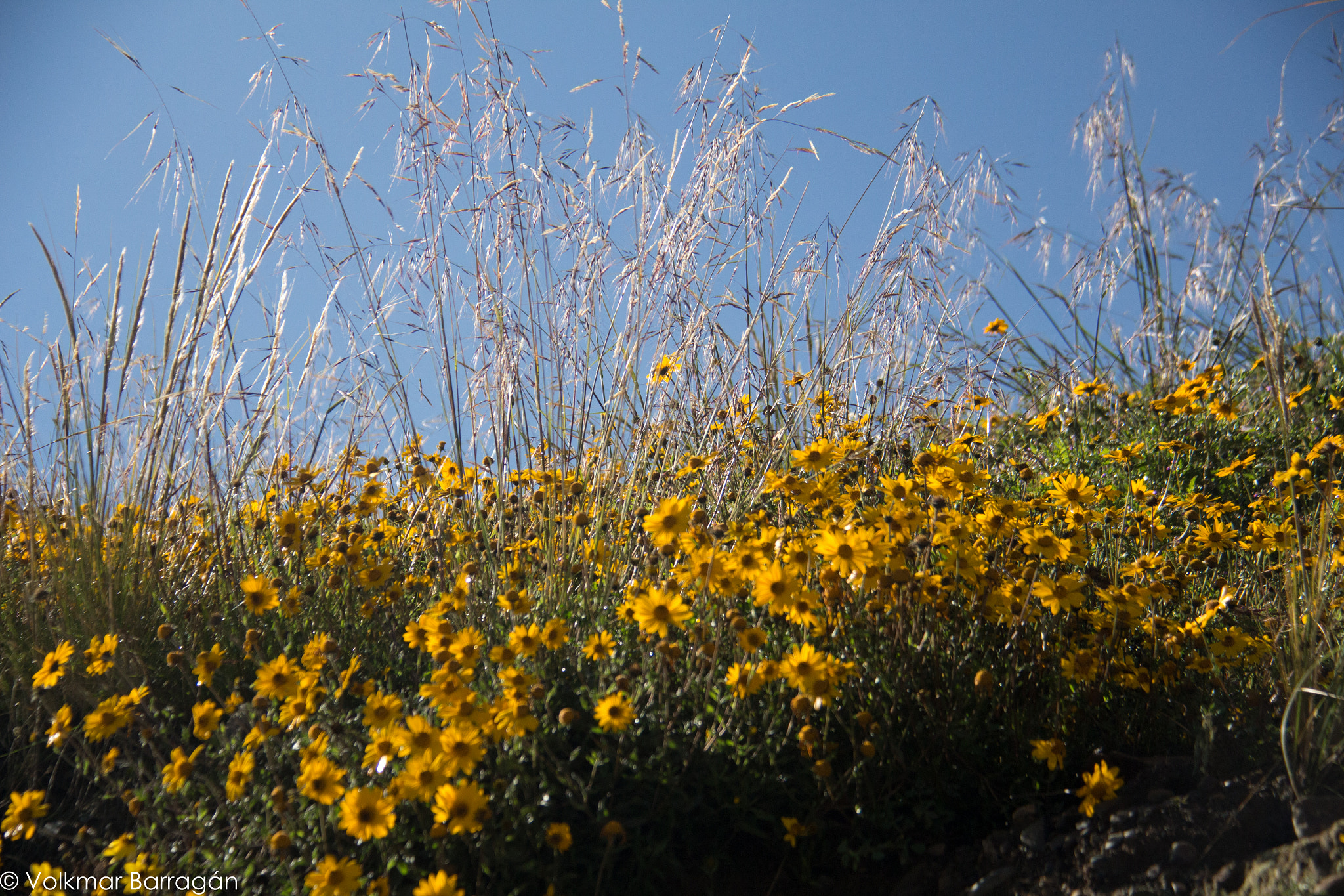 Canon EF-S 18-200mm F3.5-5.6 IS sample photo. Al sesgo photography