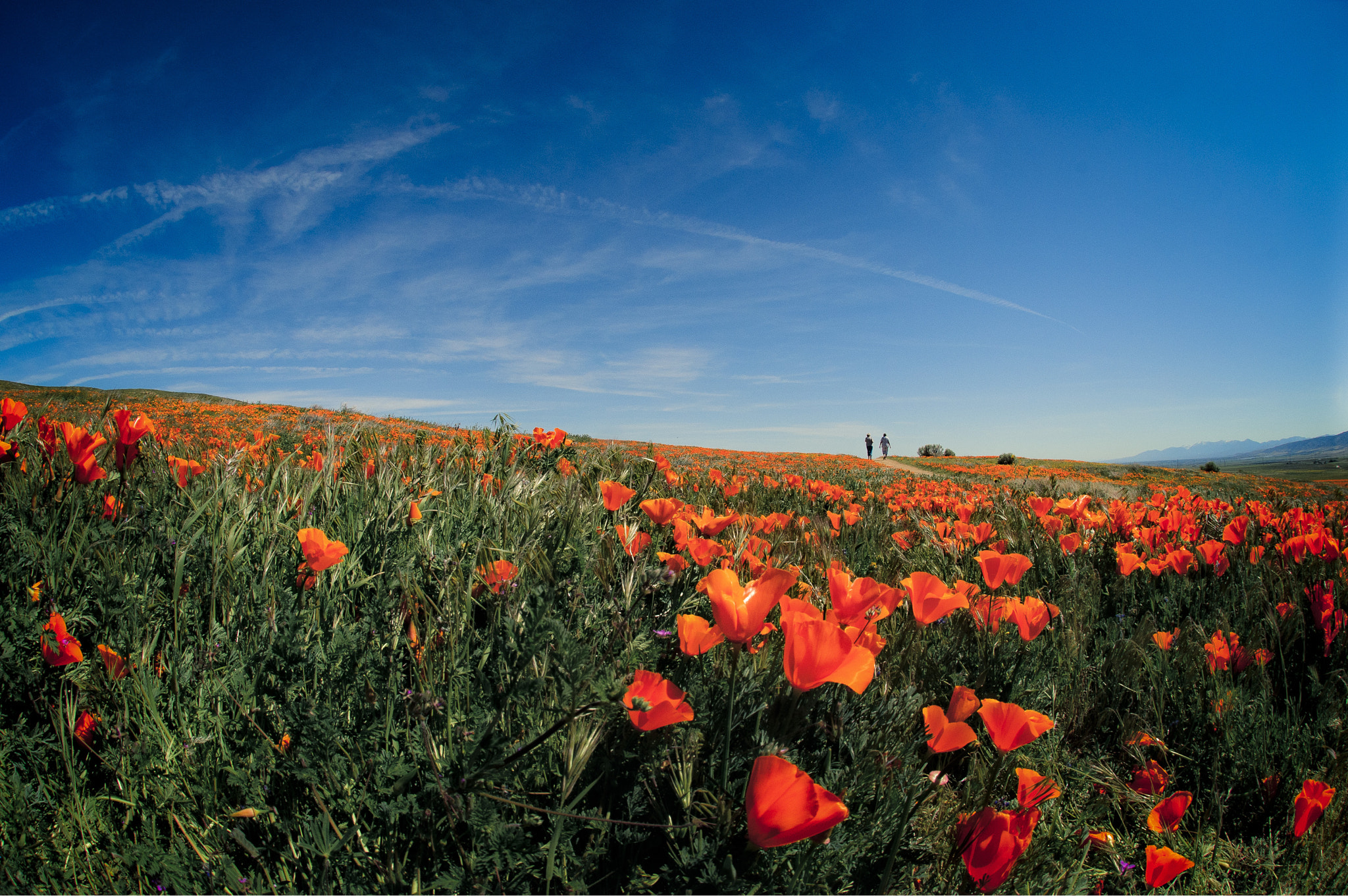 Nikon D300S sample photo. Field of california golden poppies photography