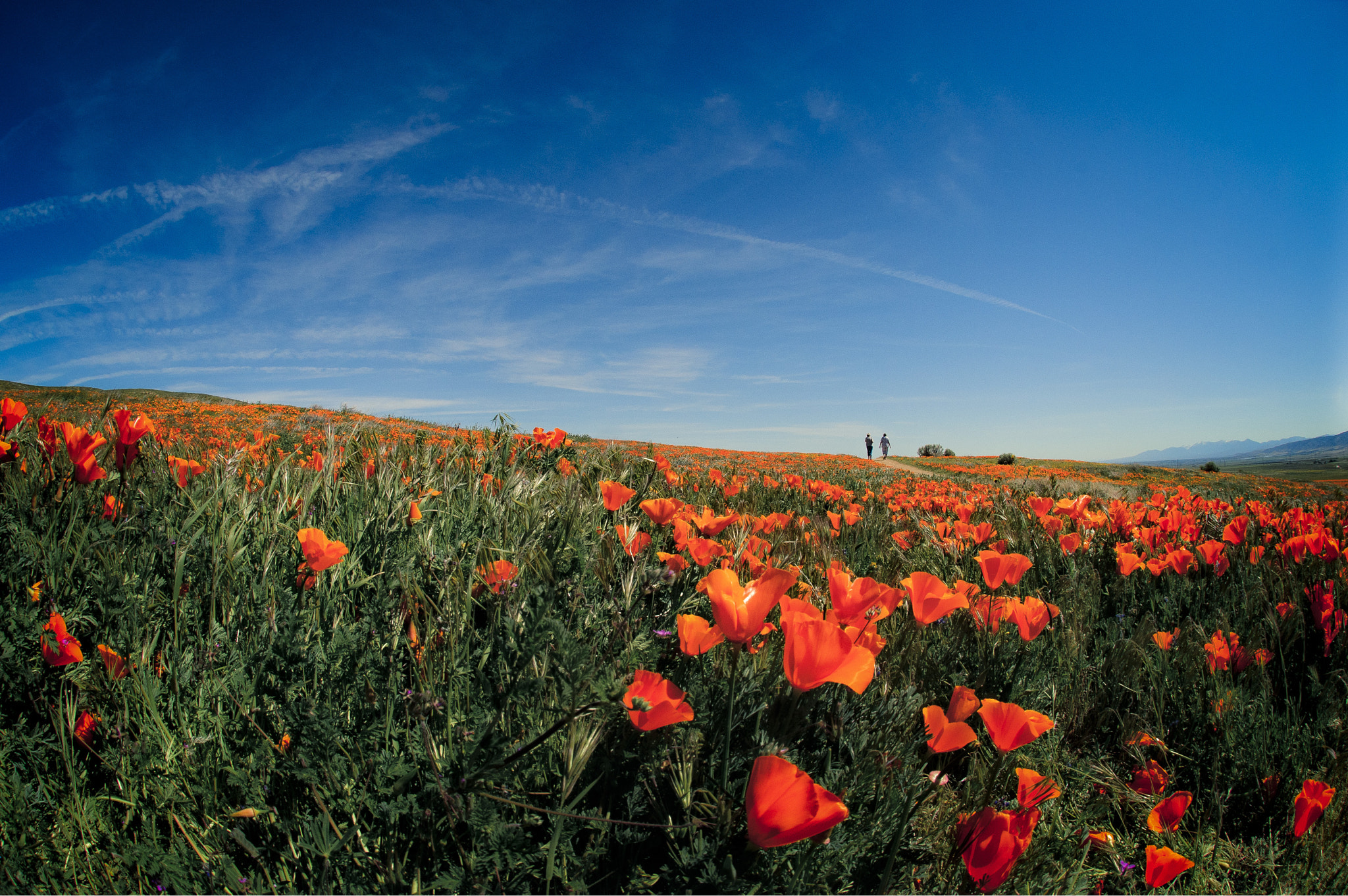 Nikon AF DX Fisheye-Nikkor 10.5mm F2.8G ED sample photo. Field of california golden poppies photography