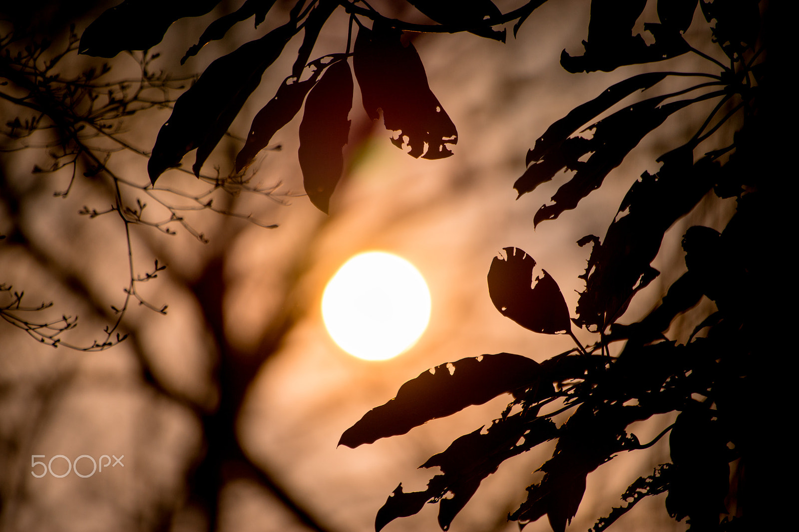 Sony a7 + Sony DT 50mm F1.8 SAM sample photo. Sunset at rikugien photography